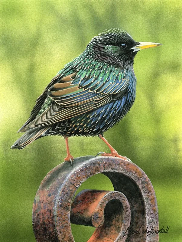 Starling Painting by wildlife artist Nigel Artingstall Ref. 9356.jpg