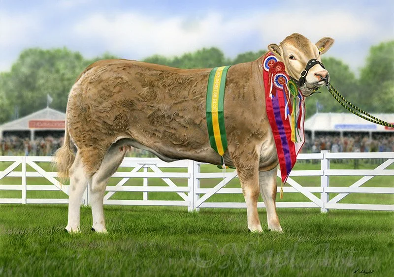 British Blonde Heifer