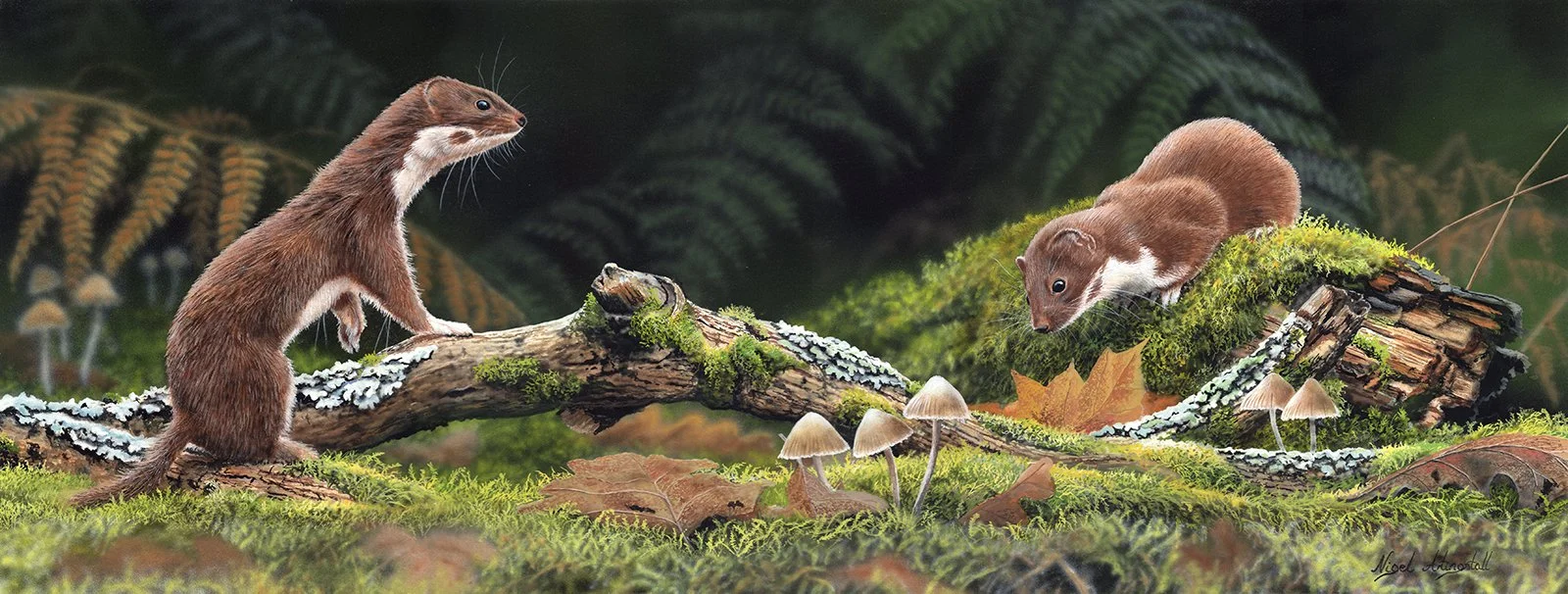 Weasels painting by wildlife artist Nigel Artingstall.jpg