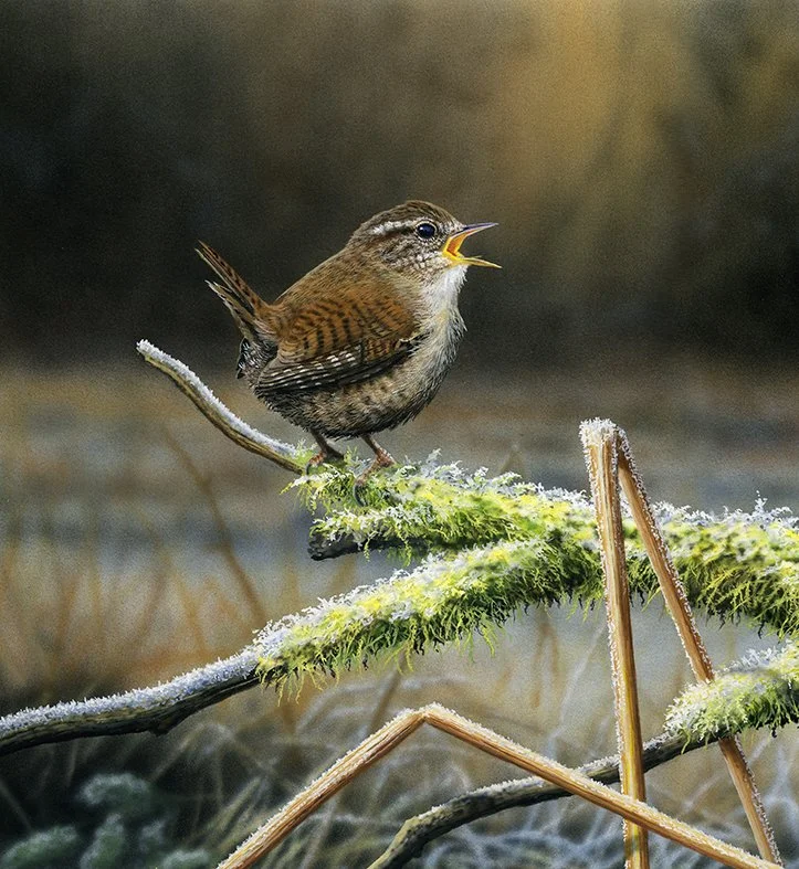 Woodland Serenade 1451 web copy cropped.jpg