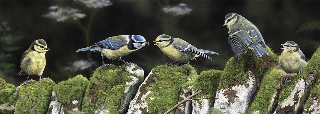 Hungry-brood 2108 copy.jpg