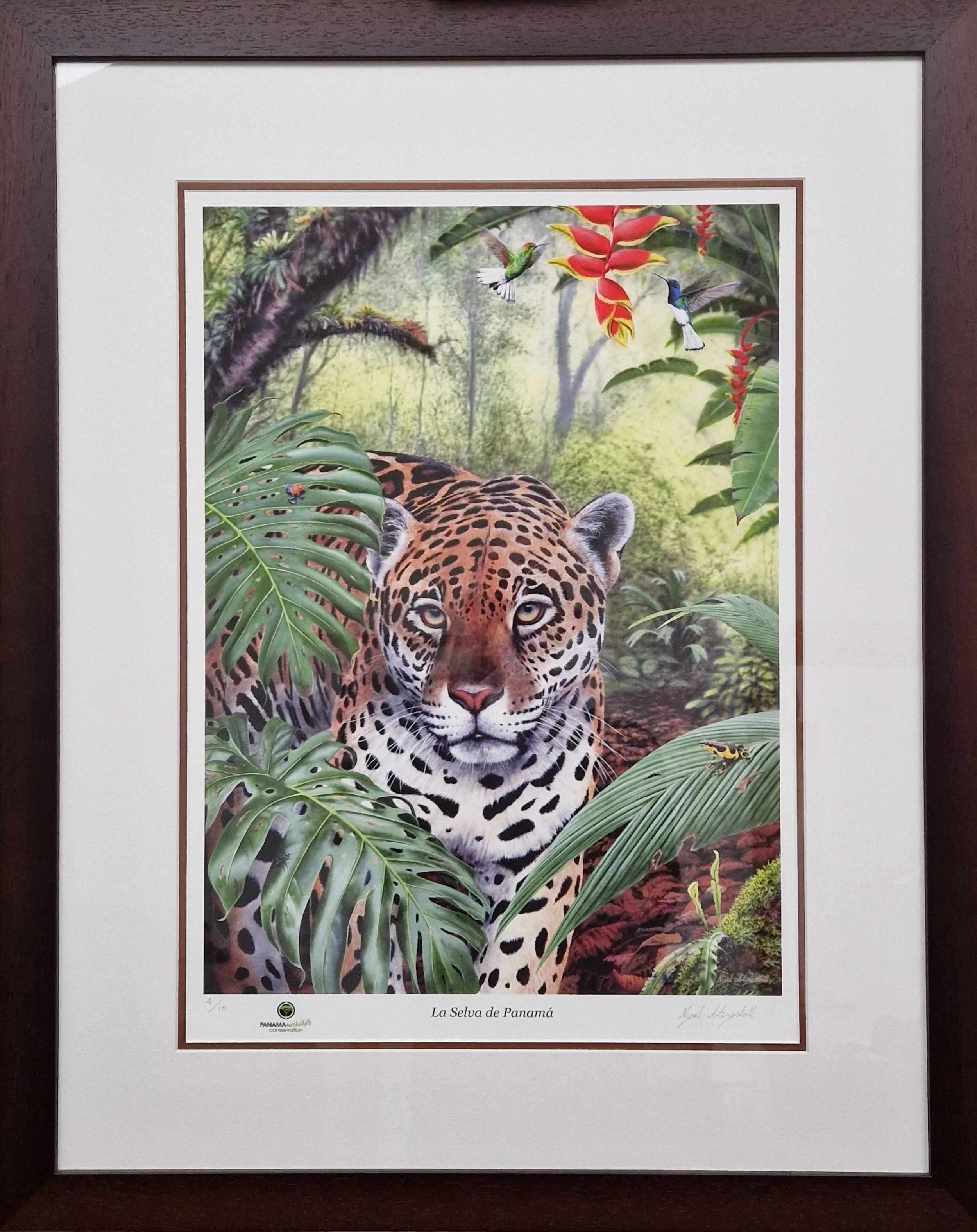 La Selva de Panamá Framed.jpg
