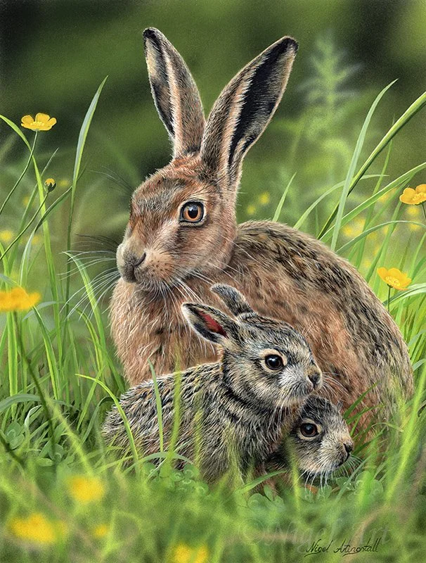 Brown Hares ( The Safe Place) 9156 copy.jpg