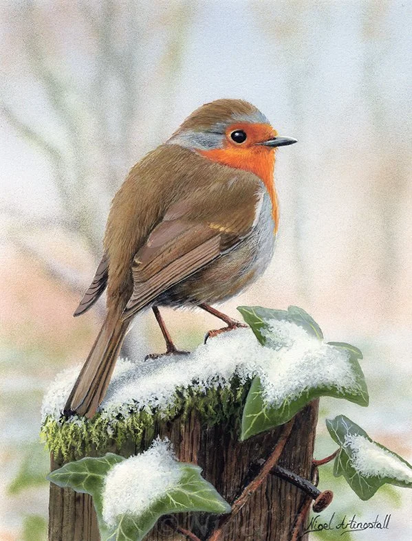 Robin 9956 copy.jpg
