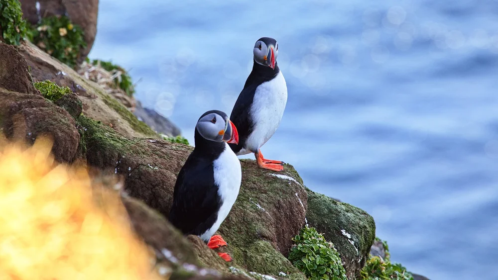 Puffins.jpeg