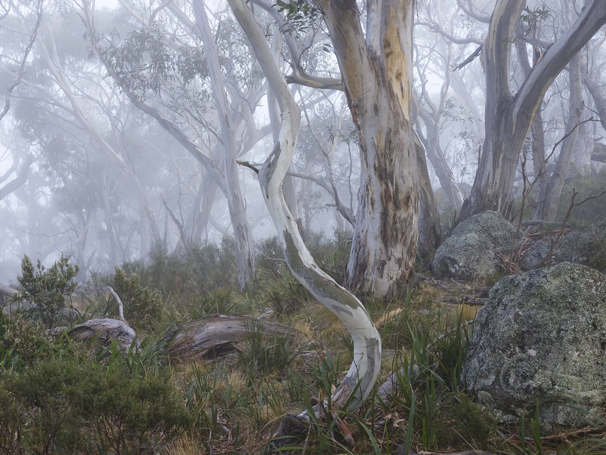 Genevieve-Ginty_Morning Fog in the Snowys_2023.jpg