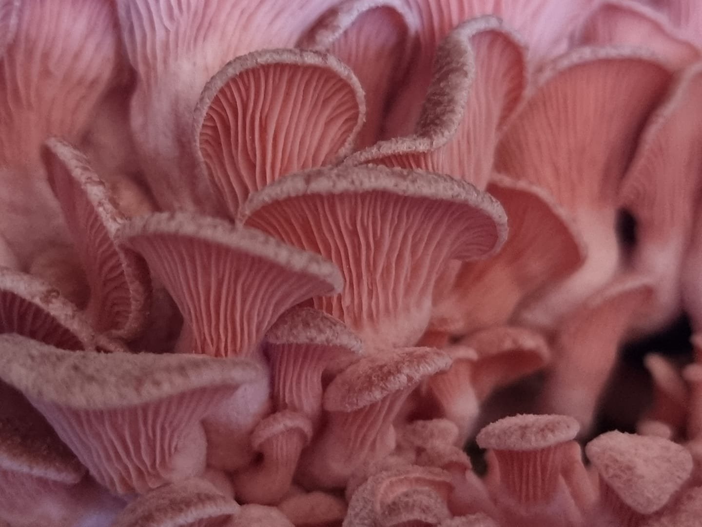 pink oyster.jpg