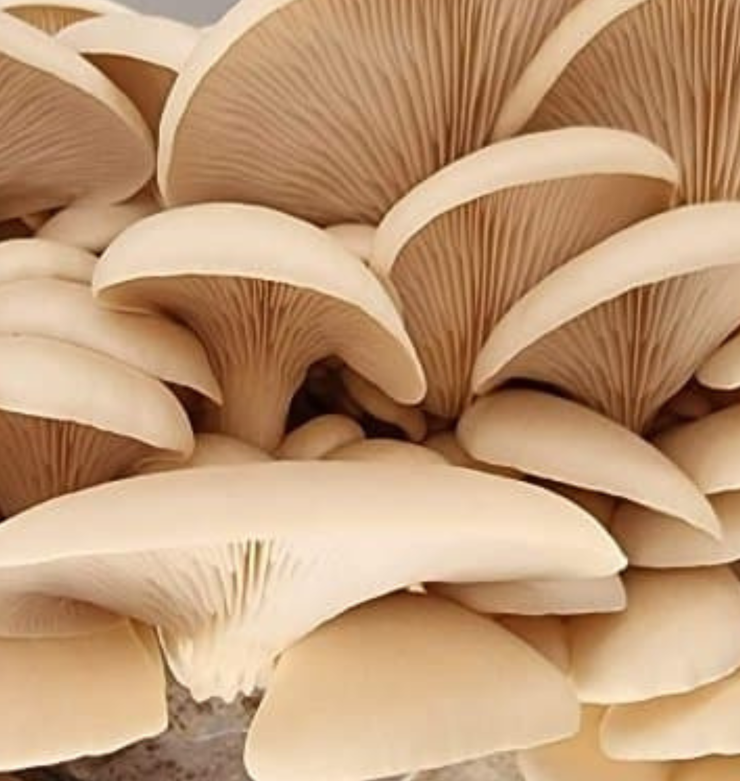 Beige Oyster Mushroom Growbag