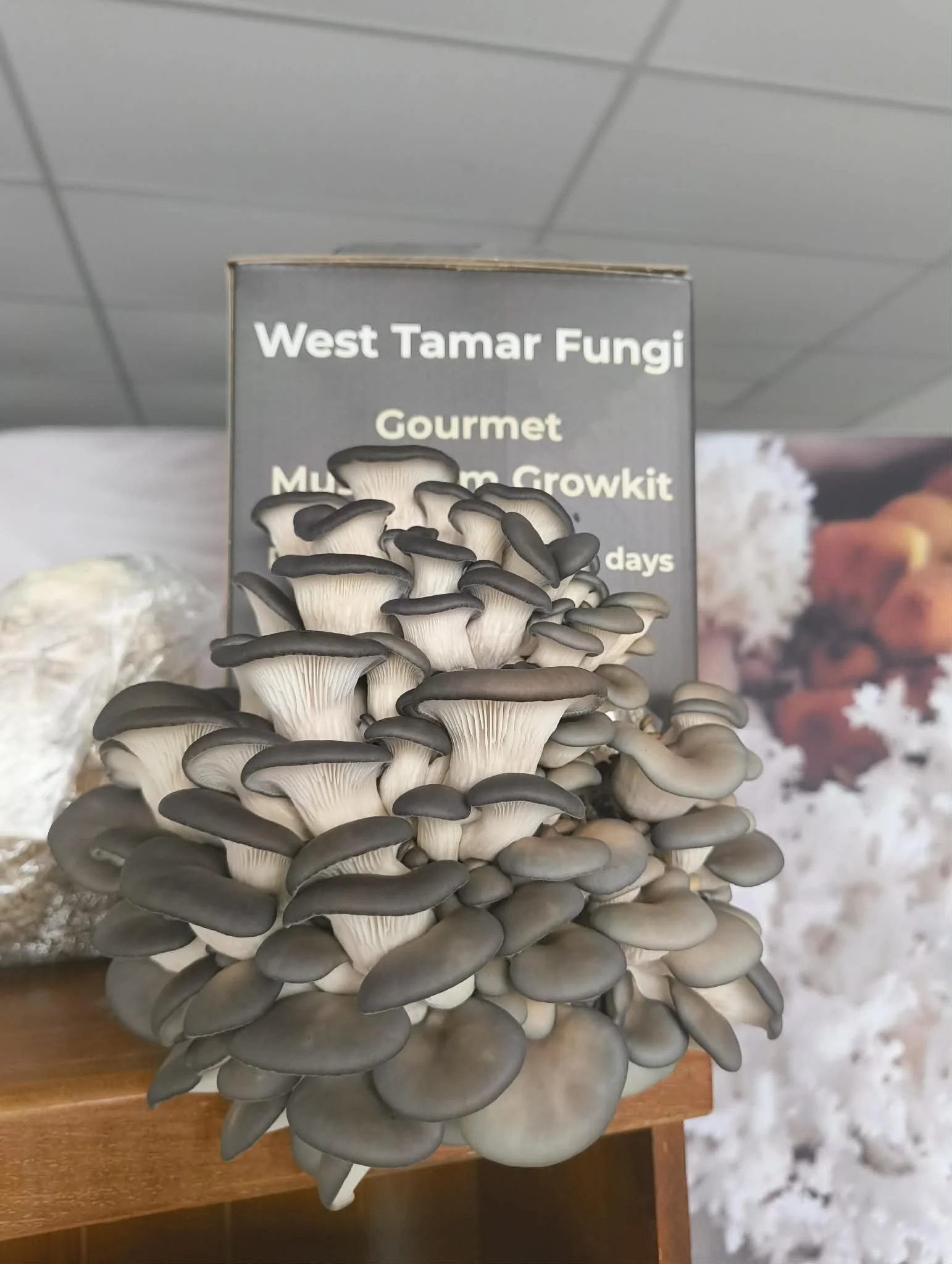 Ready to eat (they can grow a bit bigger but if you harvest earlier they taste better and you will get a bigger second flush 
