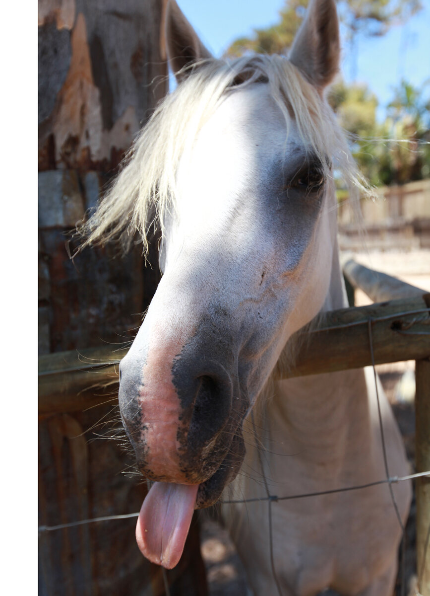 Stock Exch Horse tongue 1269377_21339118.jpg
