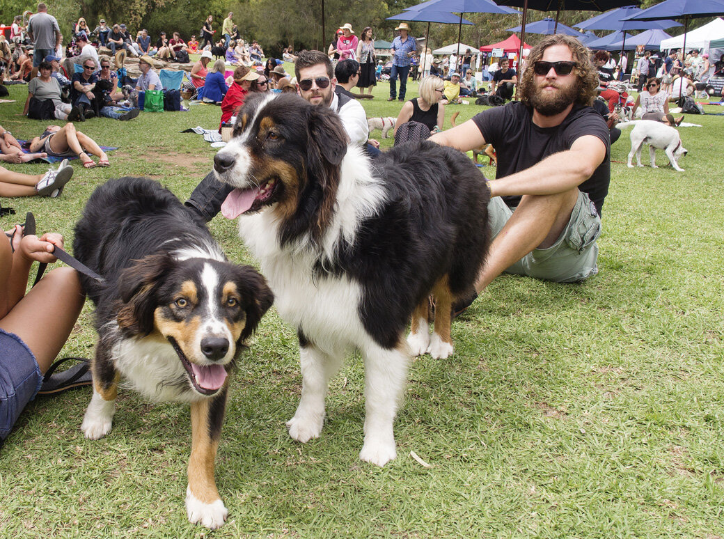 Dogapalooza2015_Dog_Events.jpg