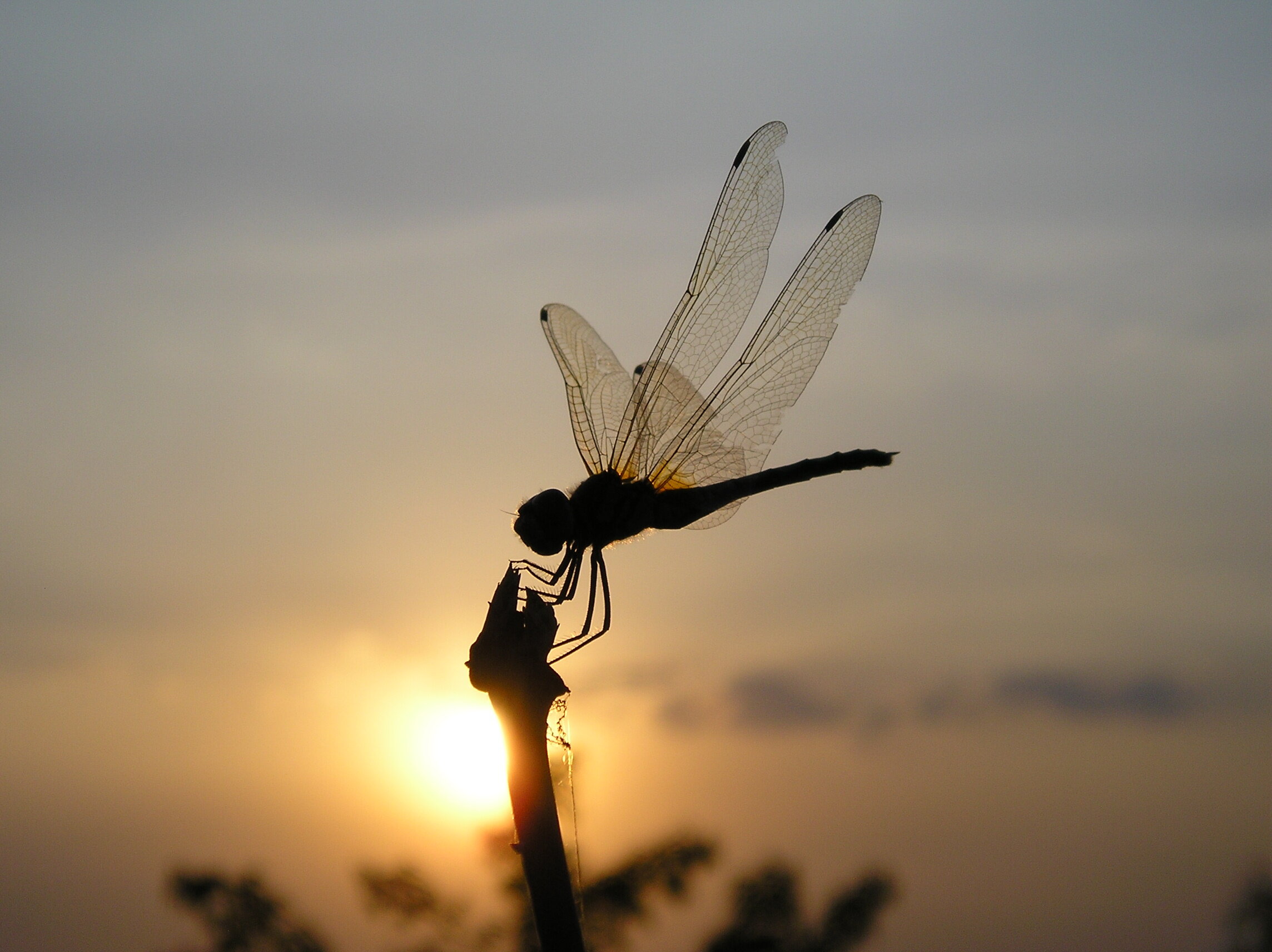 Stock Exch Dragon fly sunset big pic 558399_52756153.jpg