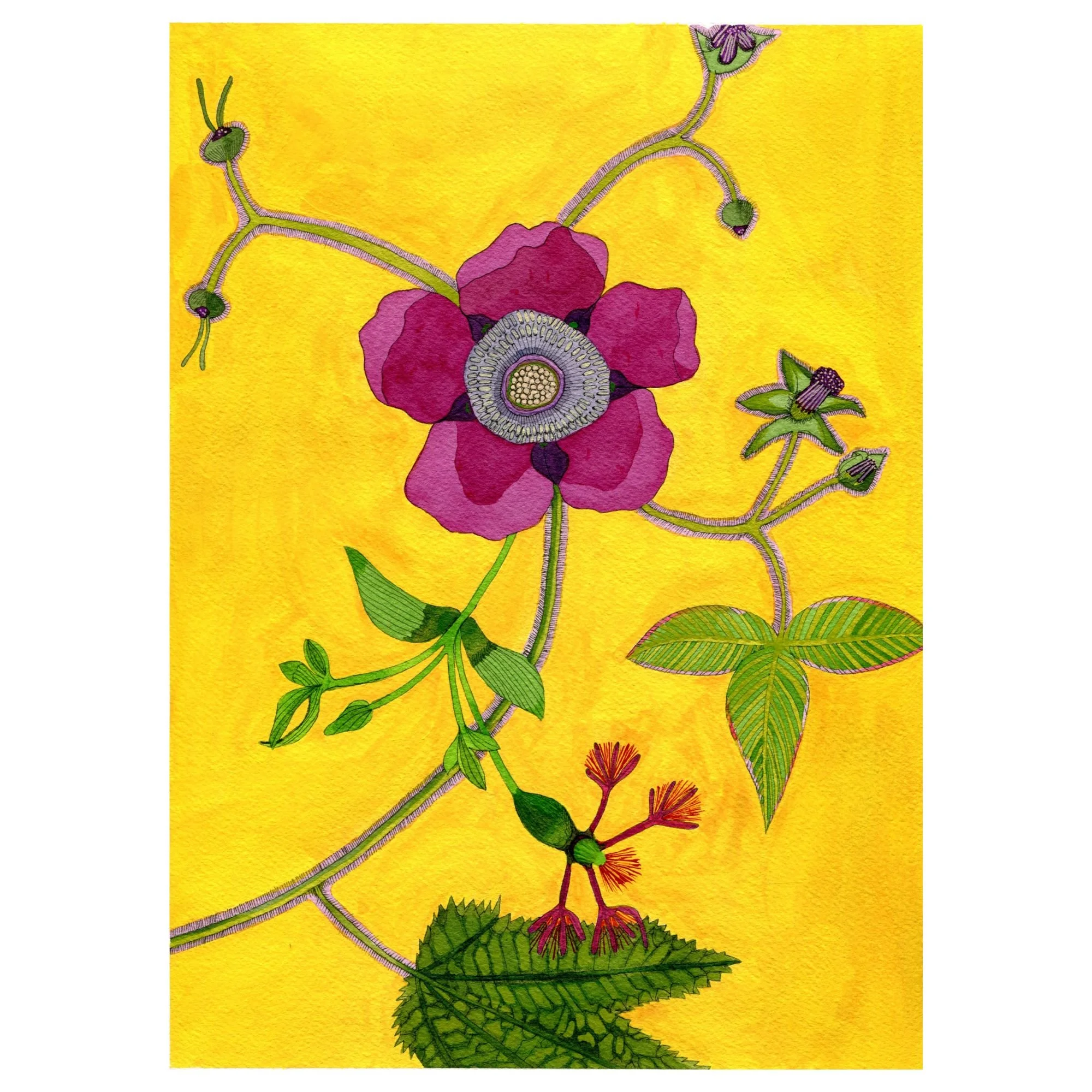 Title: Novel Botanical 22 (2025)
Dimensions: 10.5 x 8 (image size) / paper size: 9 x 12
Medium: Watercolor, ink and gouache on Arches watercolor paper