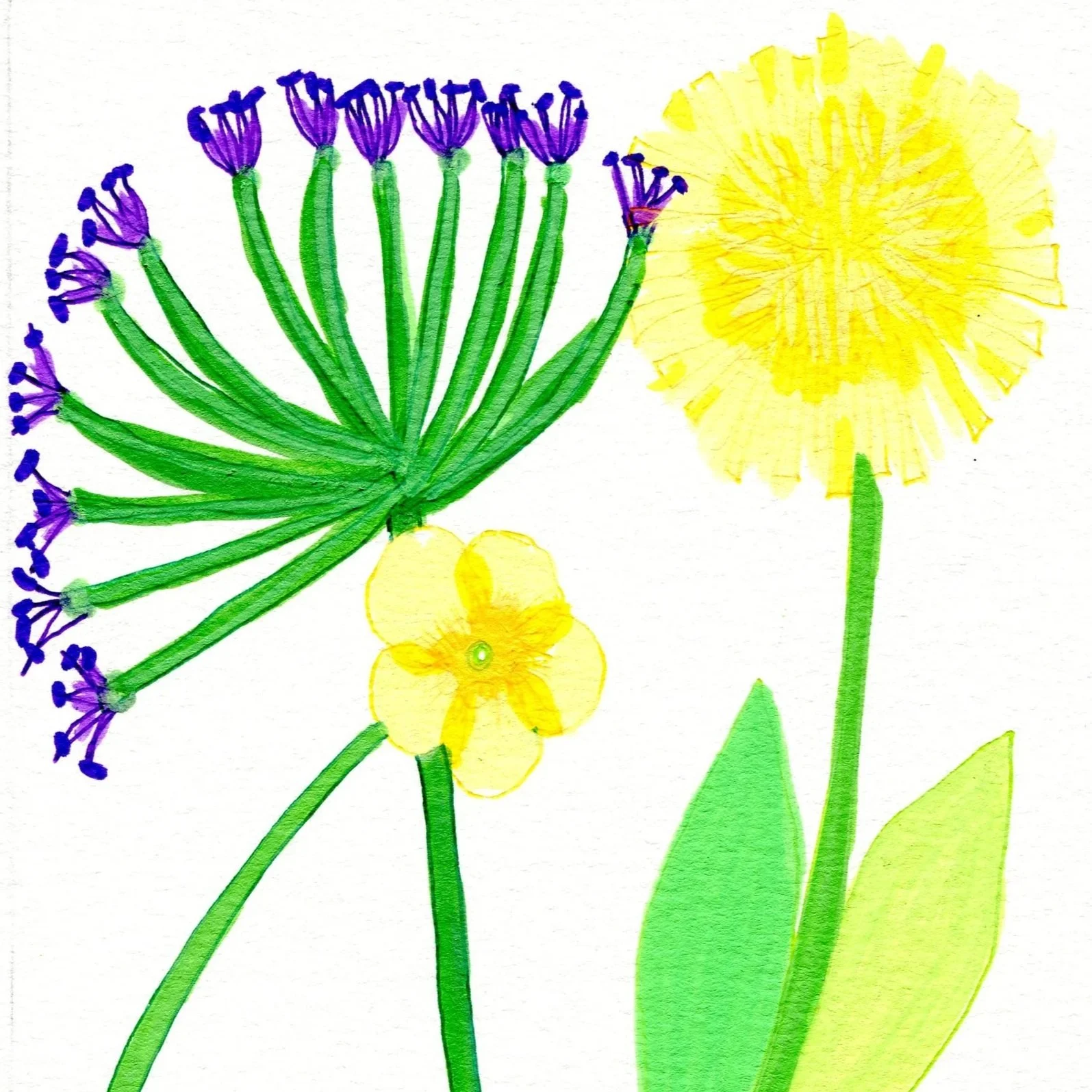 Title: Day 2: dandelion, buttercup, grass and allieae. (2026) 
Dimensions: 5 x 7 in. 
Medium: Acrylic marker and gel pen on acid-free paper