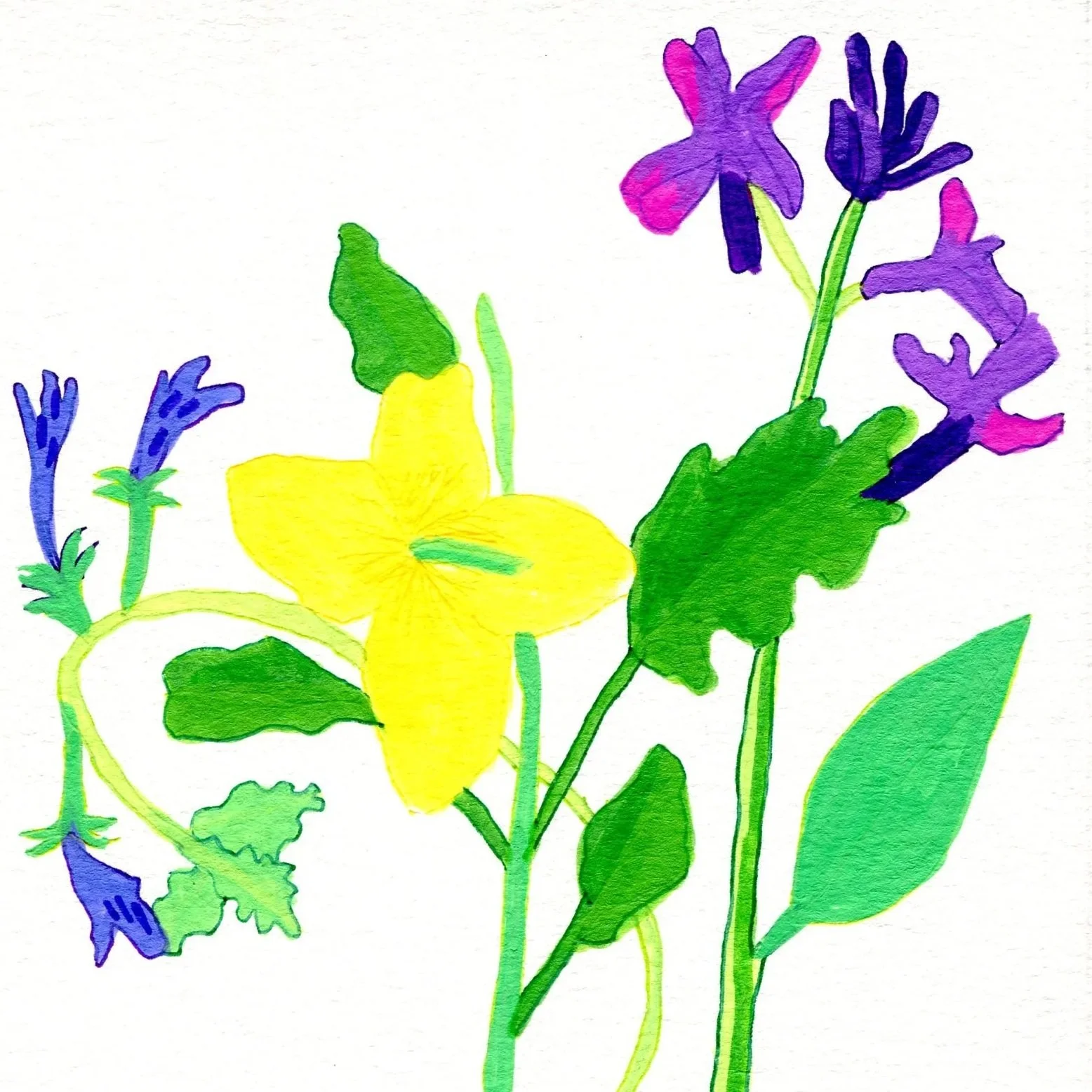 Title: Day 4: ground ivy, celandine and hesperis matronalis. (2026) 
Dimensions: 5 x 7 in. 
Medium: Acrylic marker and gel pen on acid-free paper.