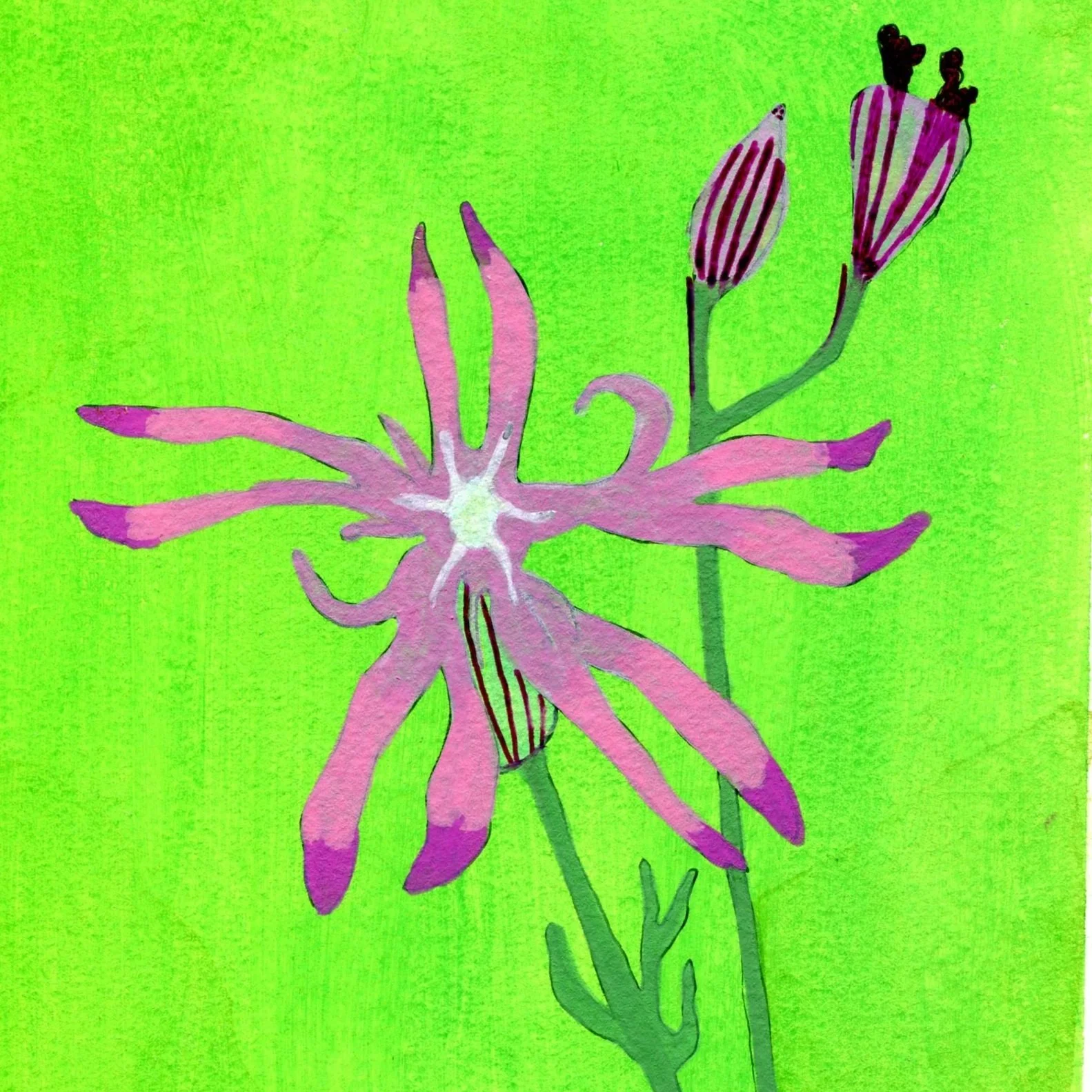 Title: Day 10: ragged-robin. (2026) 
Dimensions: 5 x 7 in. 
Medium: Ink and acrylic on acid-free paper.