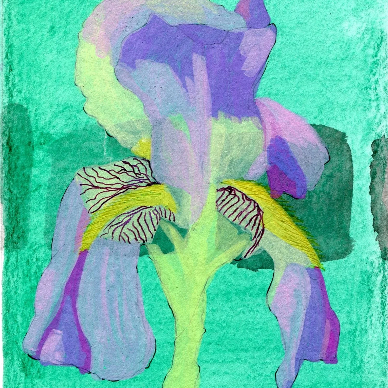 Title: Day 11: mesopotamian Iris. (2026) 
Dimensions: 5 x 7 in. 
Medium: Ink and acrylic on acid-free paper.