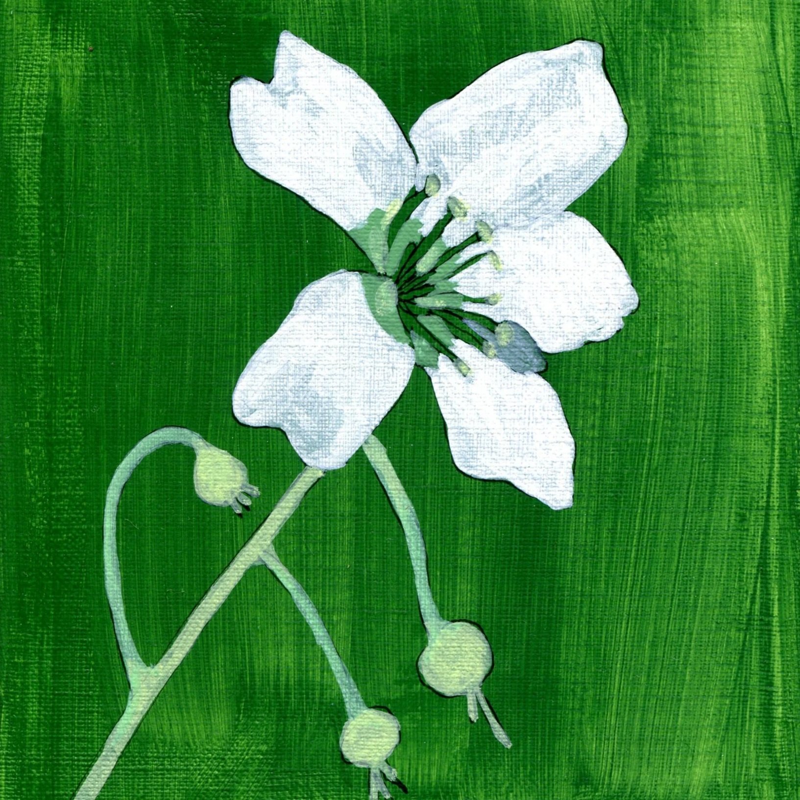 Title: Day 12: brambles. (2026) 
Dimensions: 5 x 7 in. 
Medium: Ink and acrylic on acid-free paper.