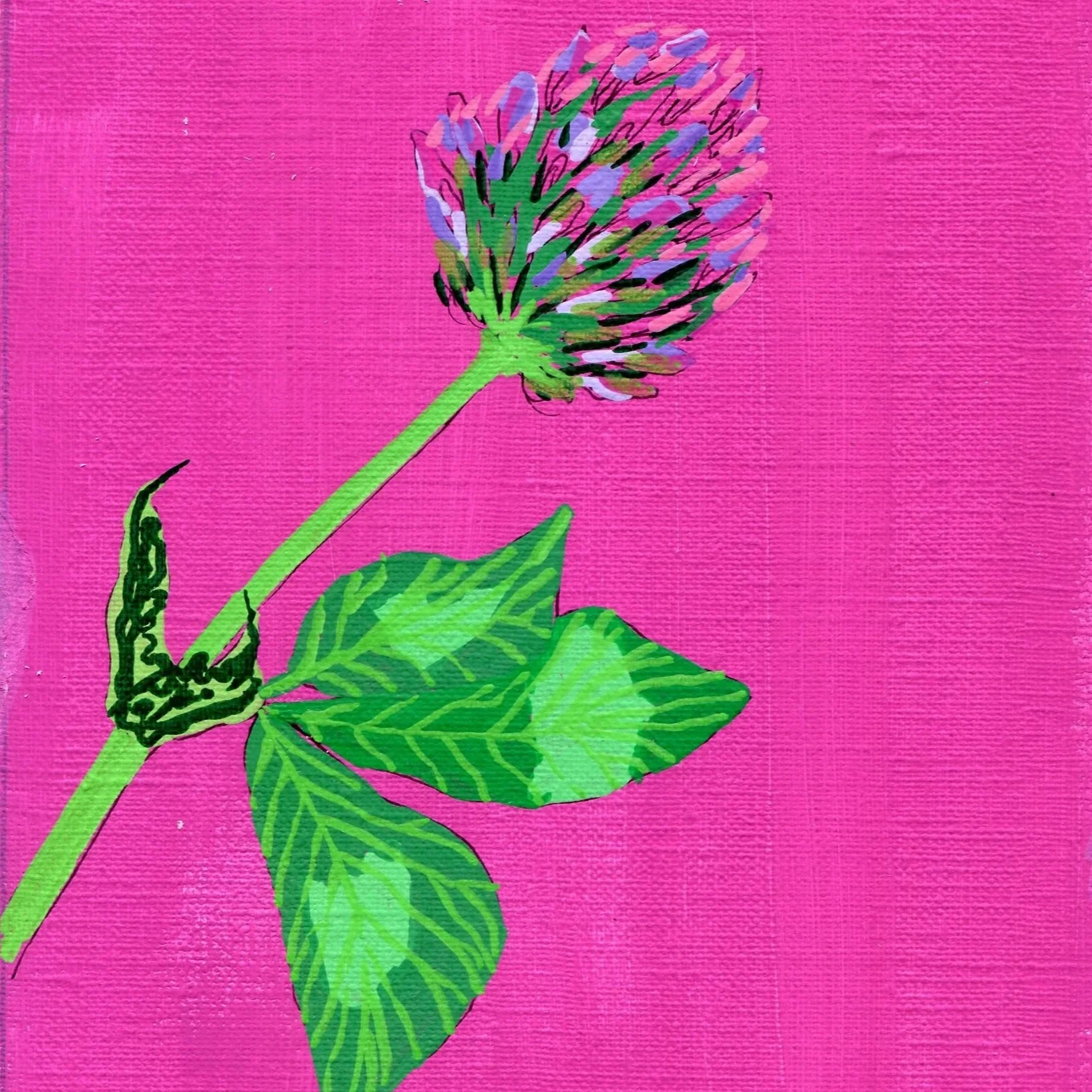 Title: Day 14: red clover. (2026) 
Dimensions: 5 x 7 in. 
Medium: Ink and acrylic on acid-free paper.