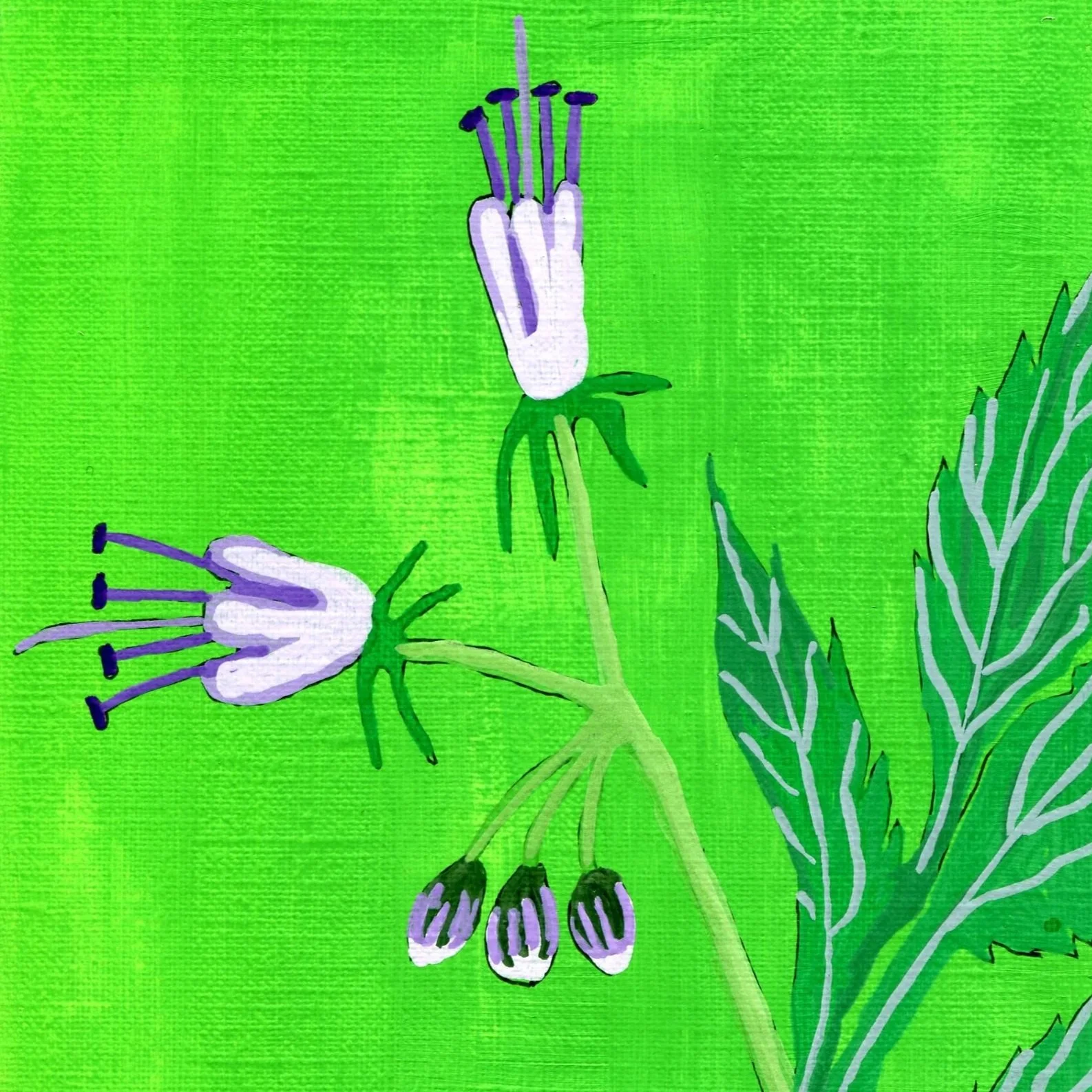 Title: Day 15: eastern waterleaf. (2026) 
Dimensions: 5 x 7 in. 
Medium: Ink and acrylic on acid-free paper.