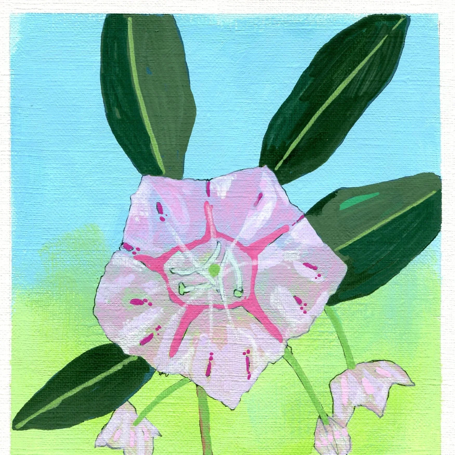 Title: Day 16: mountain laurel (2026) 
Dimensions: 5 x 7 in. 
Medium: Ink and acrylic on acid-free paper.