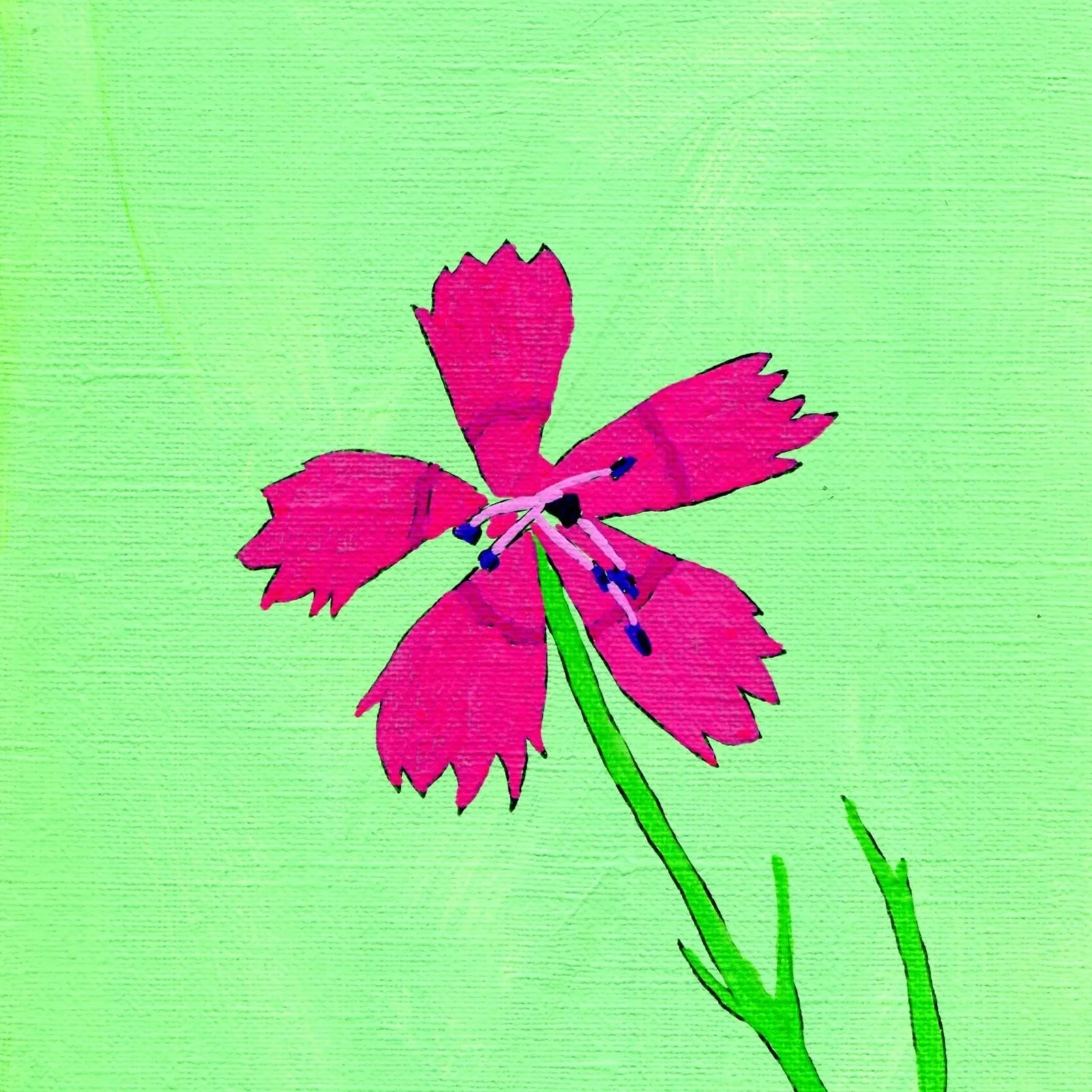 Title: Day 18: maiden-pink (2026) 
Dimensions: 5 x 7 in. 
Medium: Ink and acrylic on acid-free paper.