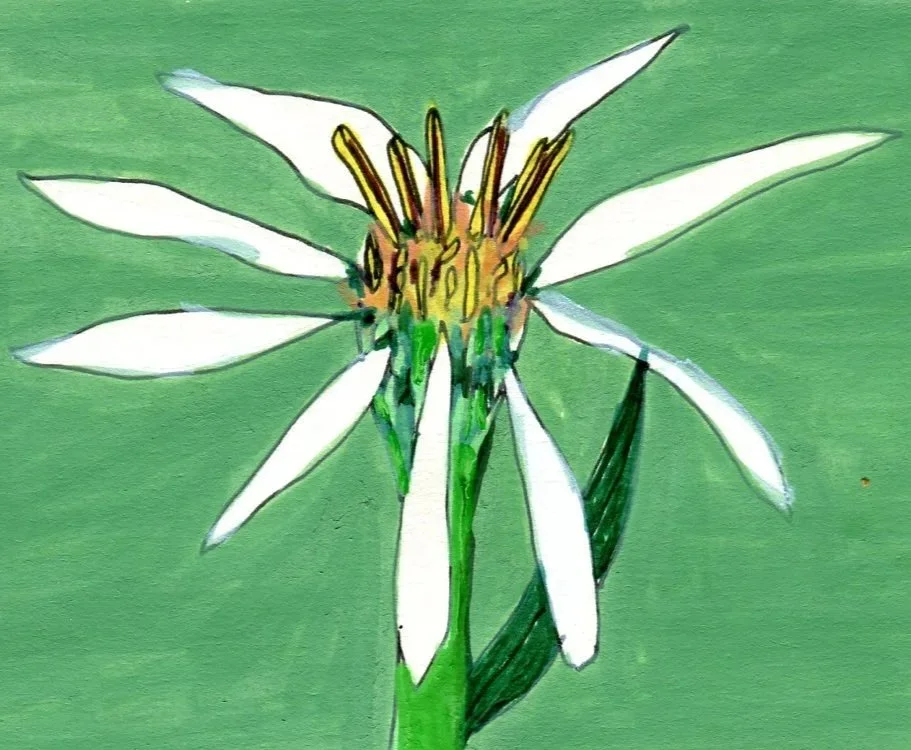 Title: Day 50: shreber's wood aster (2026) Dimensions: 4 x 6 in. Medium: Ink and acrylic in sketchbook.