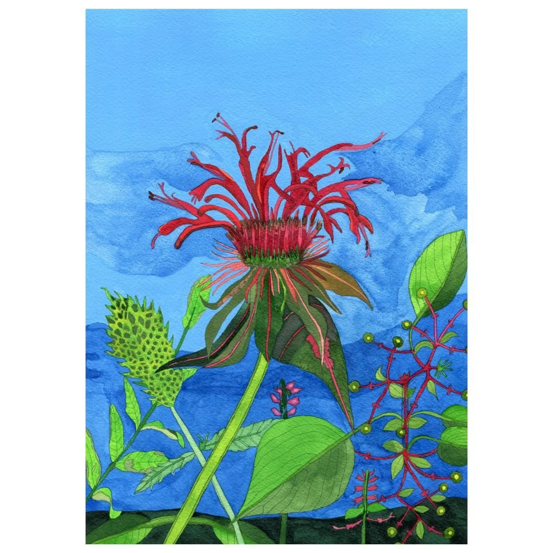 Title: Novel Botanical 24: The Land of Beebalm (2025)
Dimensions: 8.25 x 11.75 in. (image size) / paper size: 9 x 12
Medium: Watercolor, ink and gouache on Arches watercolor paper