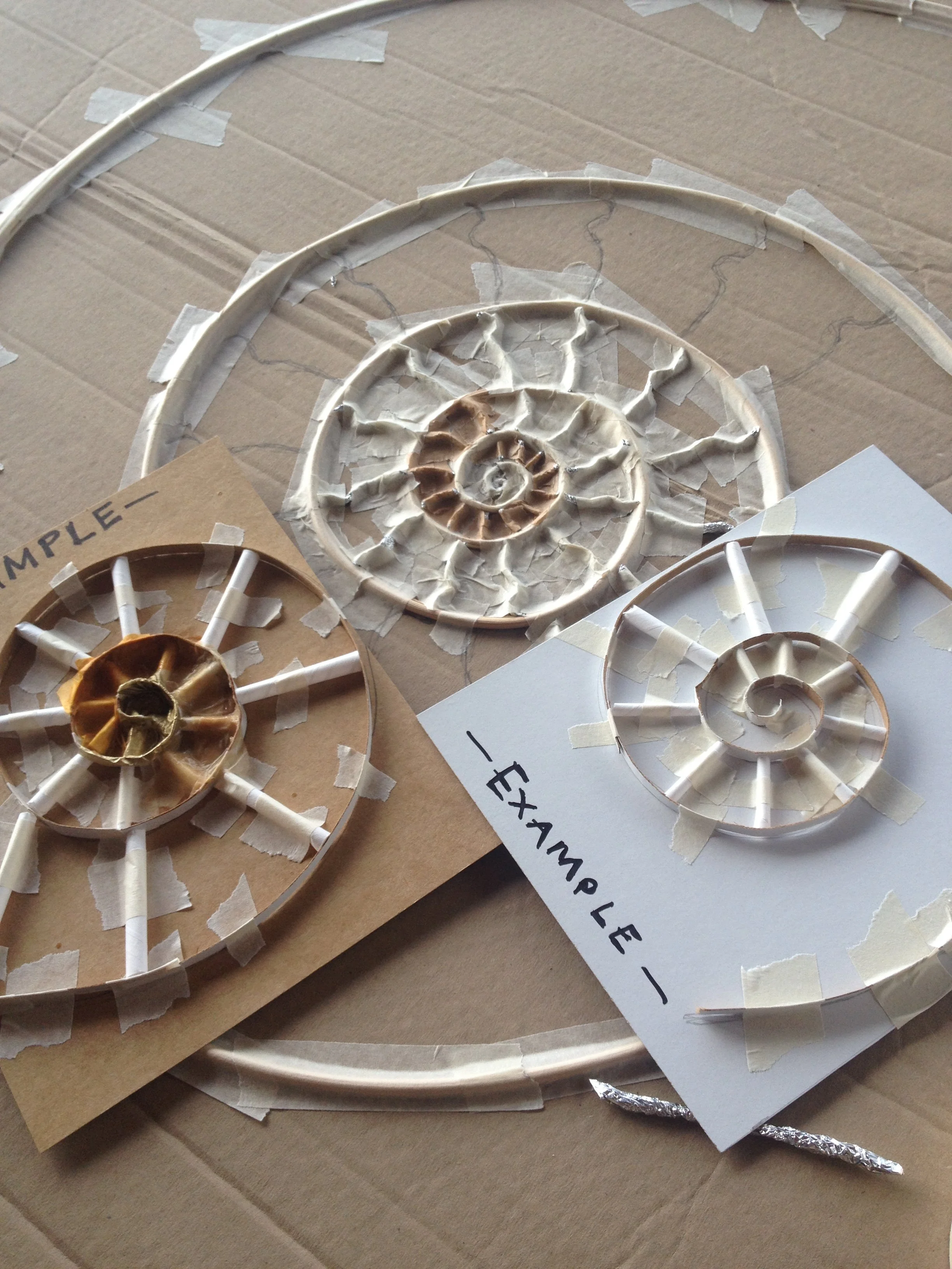 Cardboard Ammonites — Darrell Wakelam