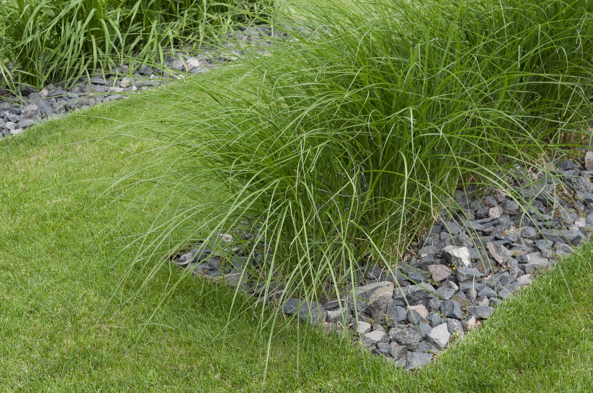  Wohnen am Bründlfeldweg | Eisenstadt | Gräser in Basaltsplitt | © Rainer Schoditsch 
