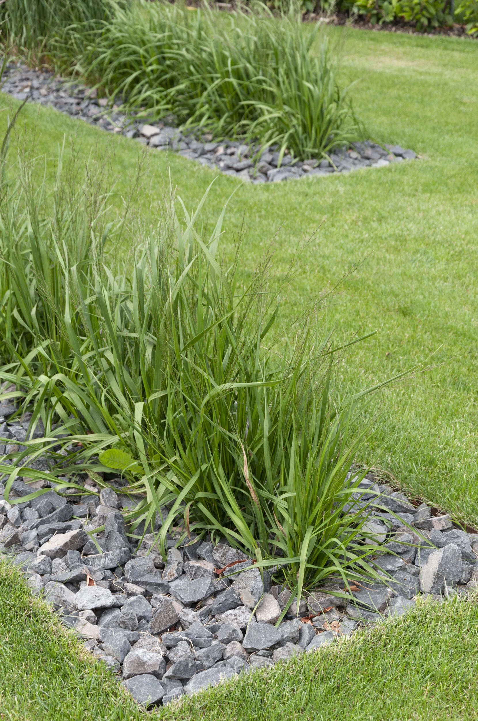  Wohnen am Bründlfeldweg | Eisenstadt | Gräser in Basaltsplitt | © Rainer Schoditsch 