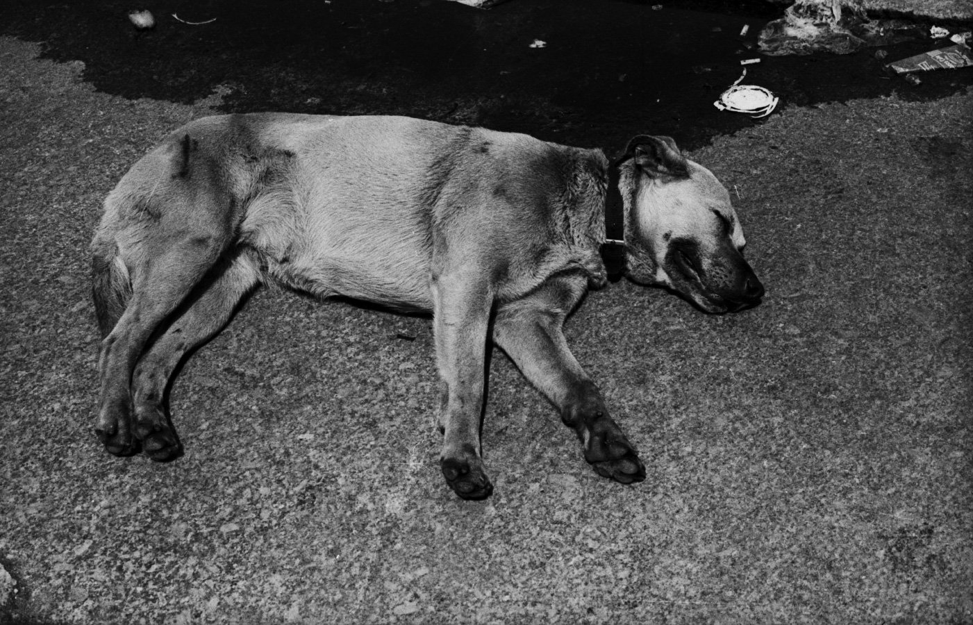 Dog Bowery 1994