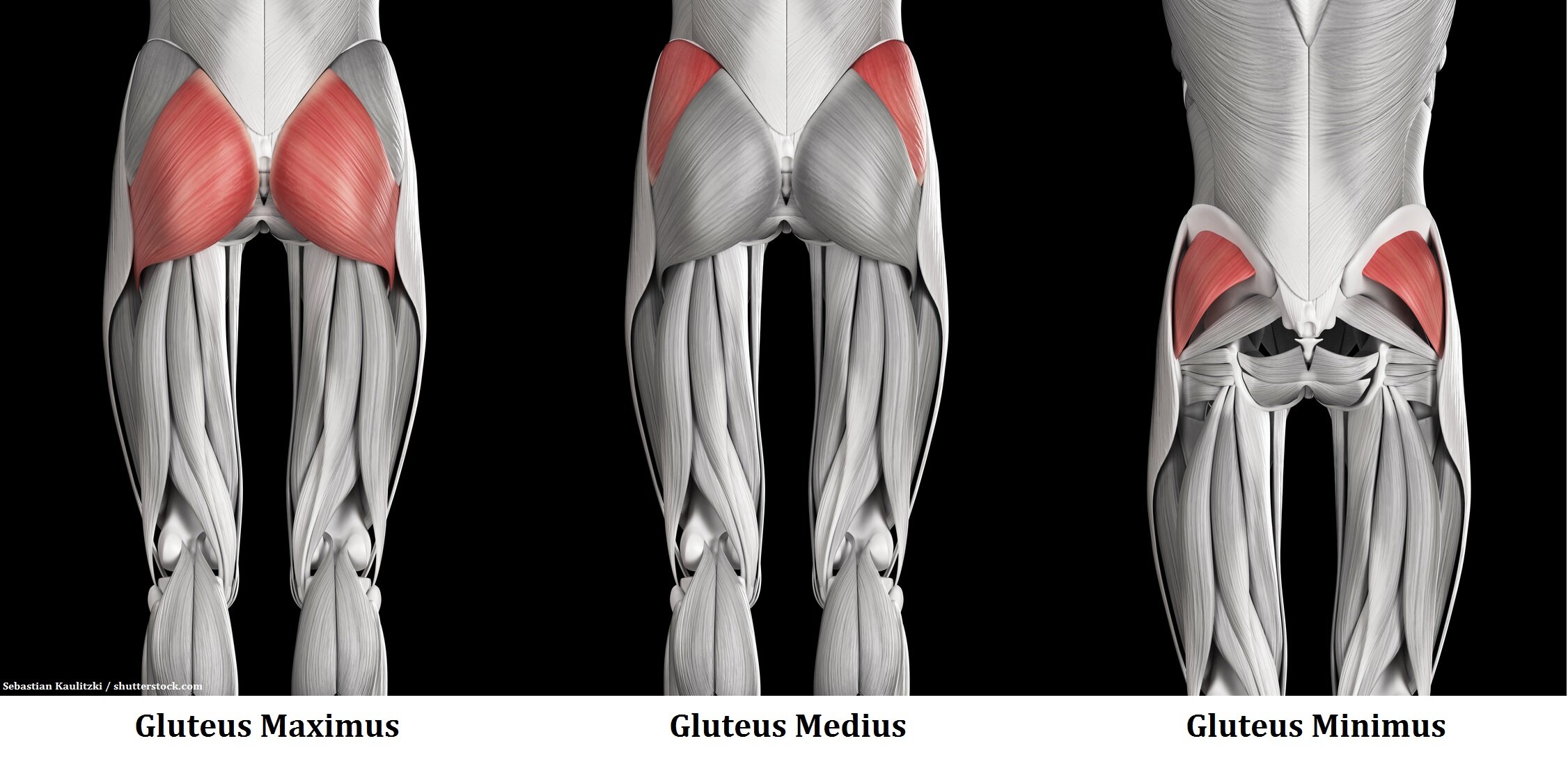 How To Grow Your Lower Glutes (aka the Under Butt) — Aaron