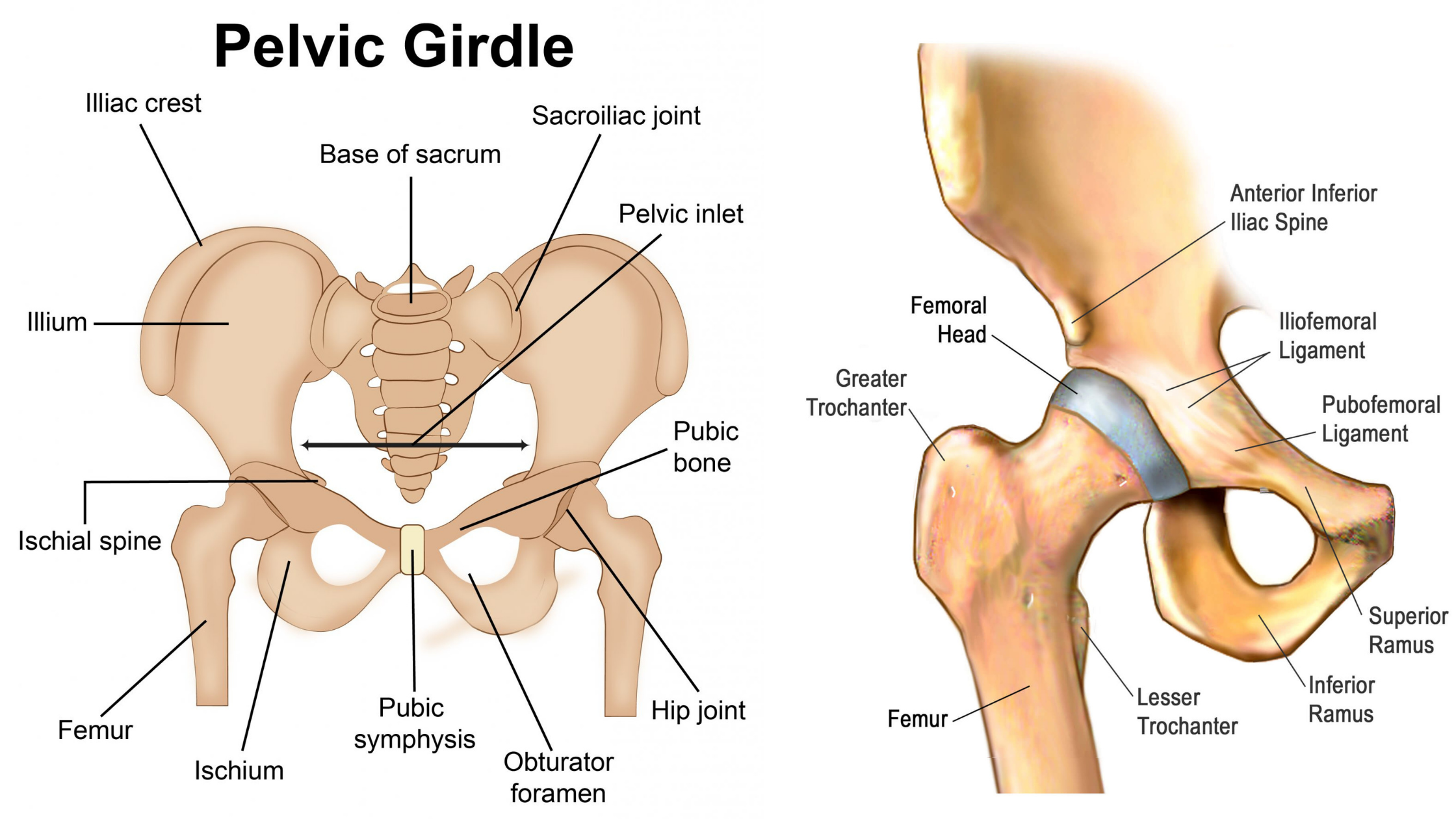 How To Get Rid Of Hip Dips & Why They Are Not An Issue — Aaron