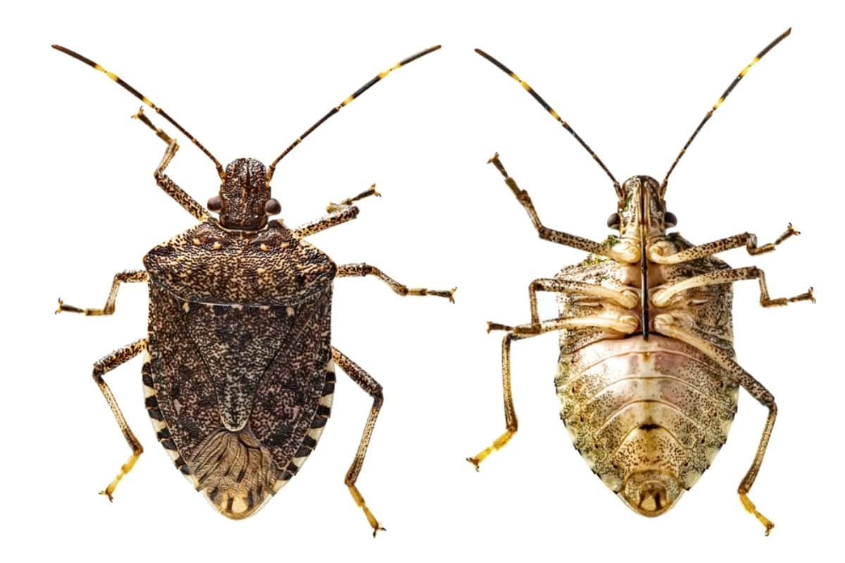 How to Get Rid of Stink Bugs in Your RV (Without the Stink!)
