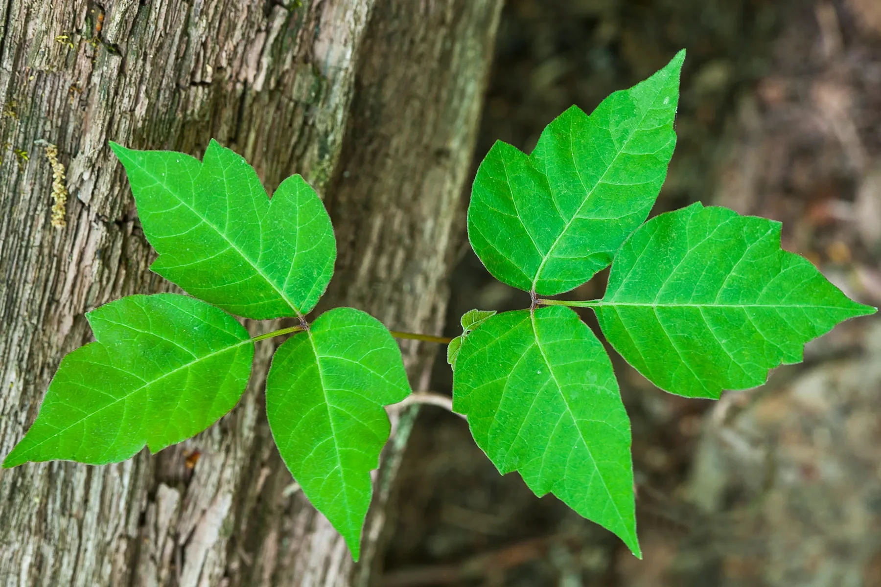 Don’t Touch That Plant! How to Identify and Avoid Poison Ivy