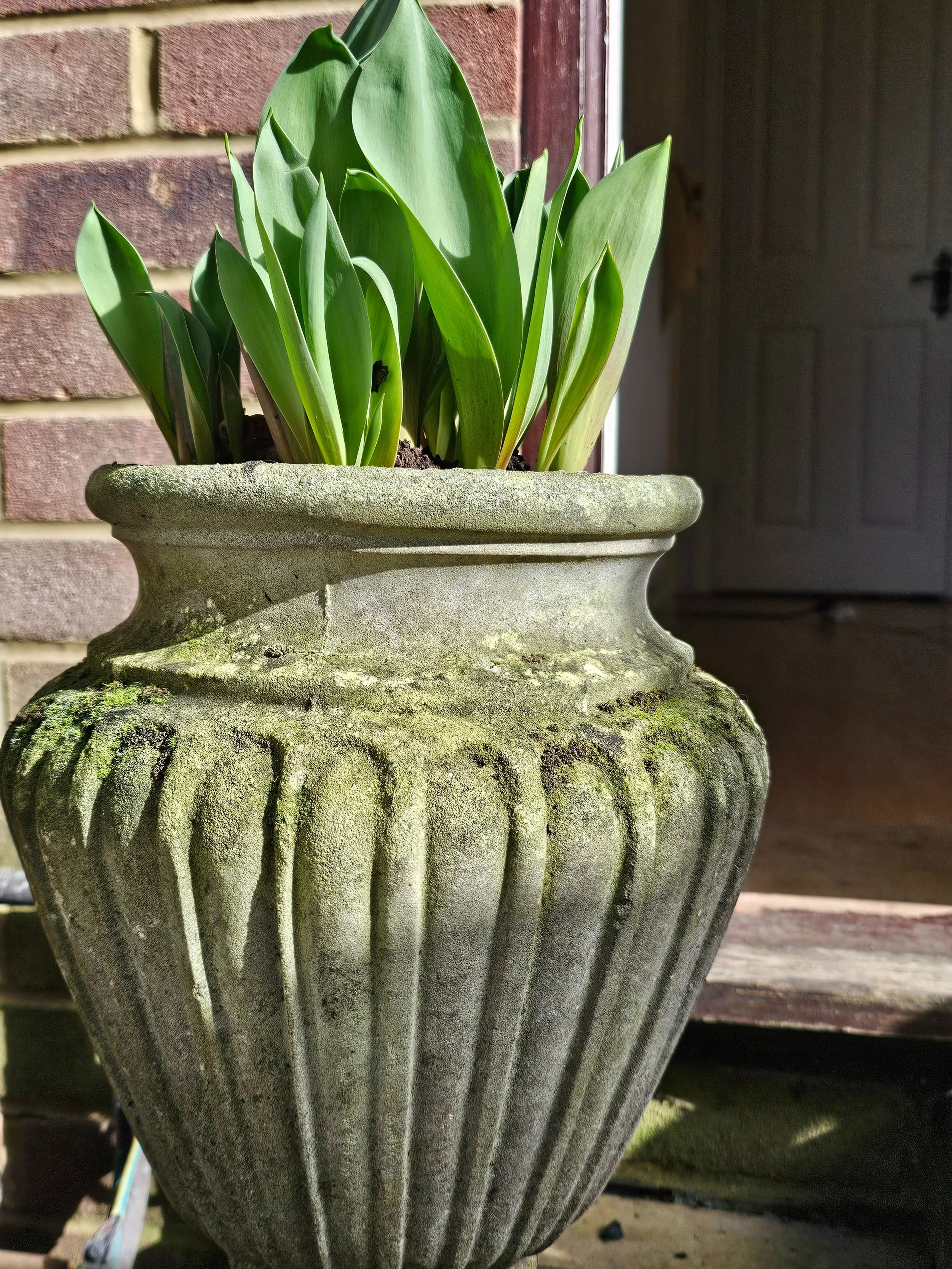 The Joy of New Life: Seeing Spring Blooms Emerge Despite Cold Weather