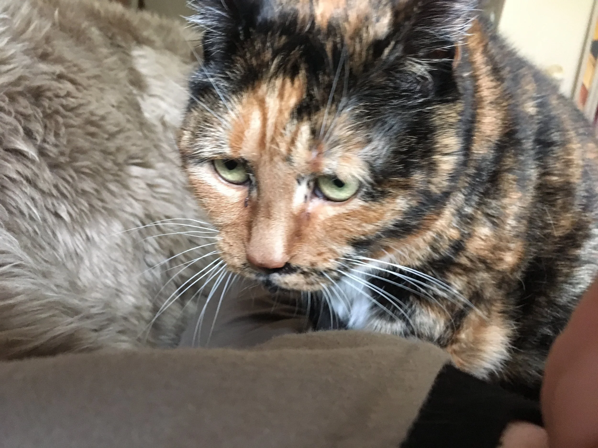 Homage to my Jiji, my beloved cat