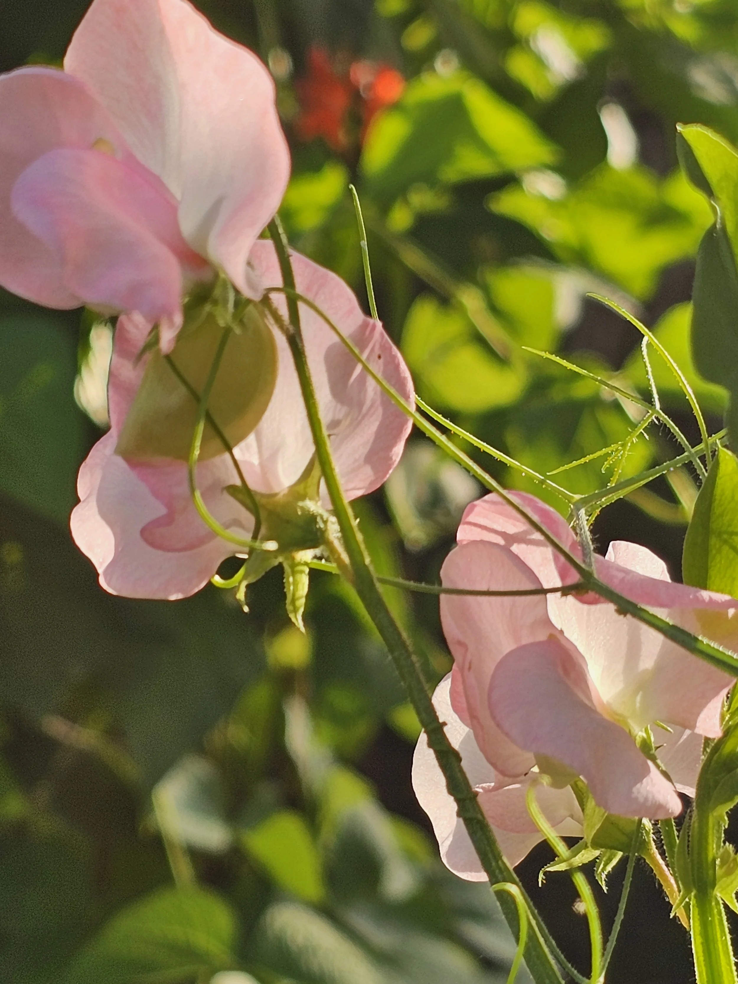 The Scent of Sweet Peas