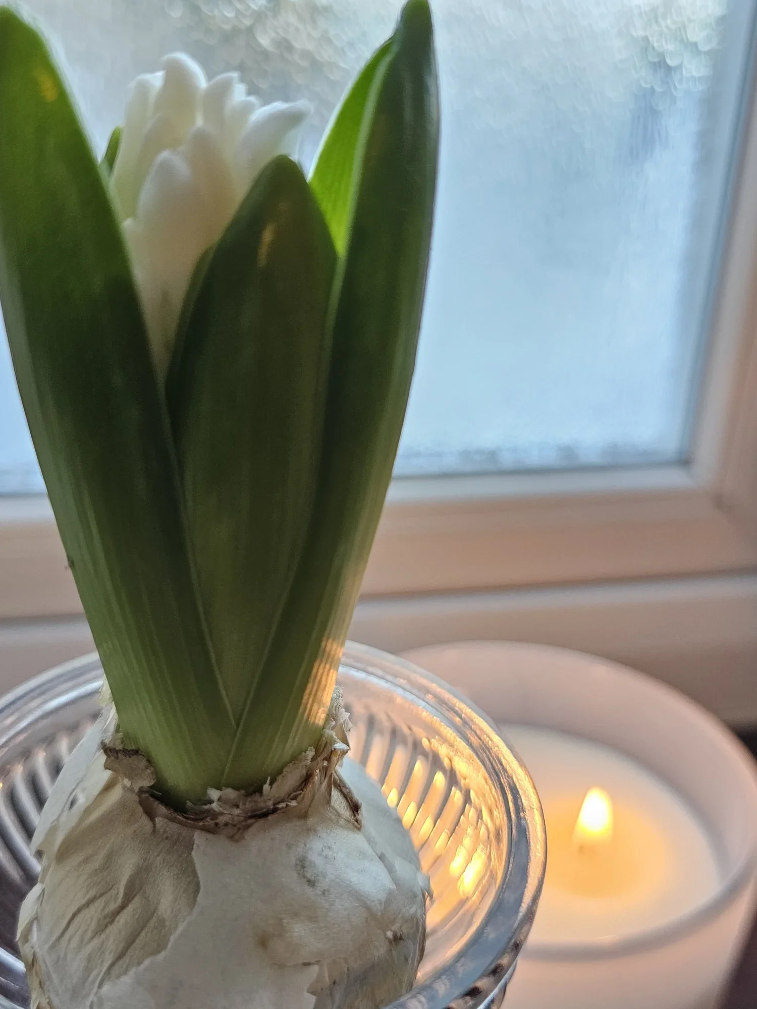 processed_1000016982.webp