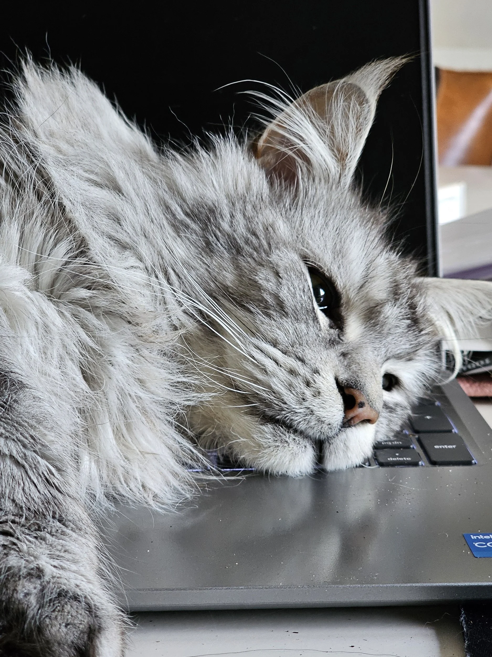 How Cats Inspire Artists &amp; Calm Our Homes