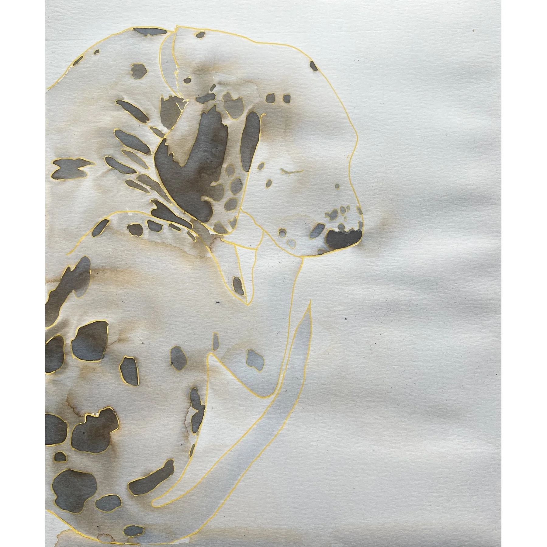 spotty dog I, ink on paper, 25x30cm