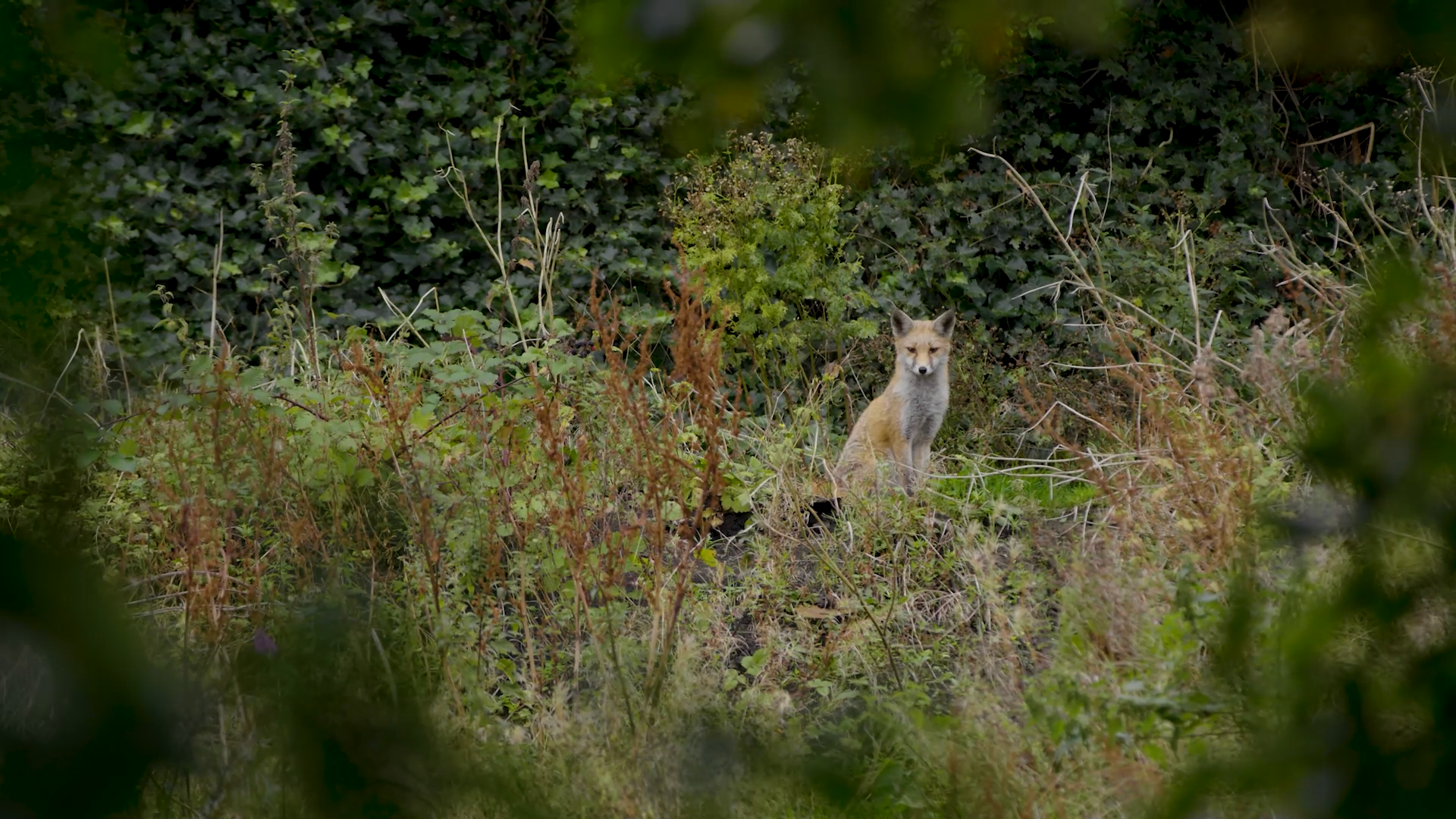 My Urban Fox Film 2.png