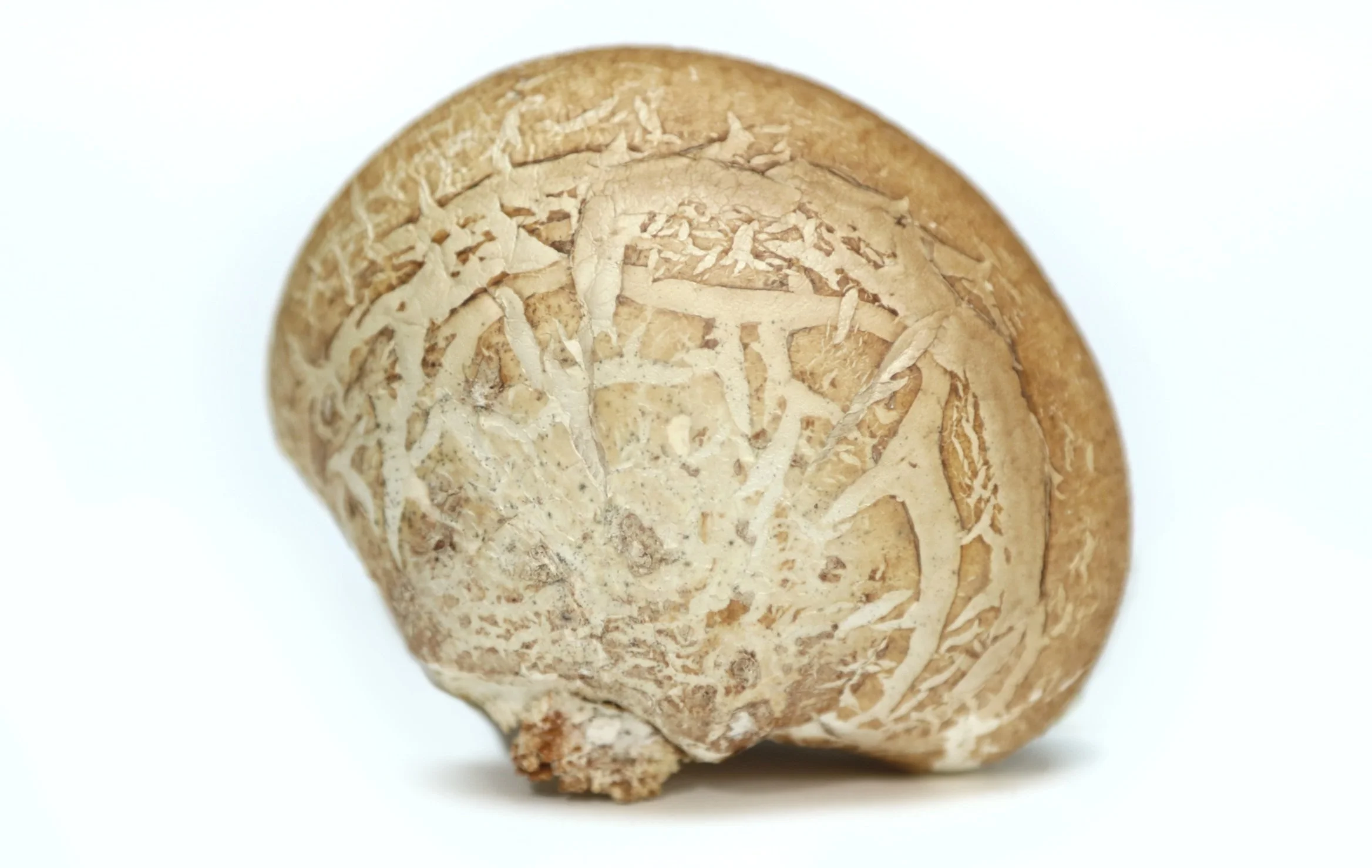 Loon, collected and dried in New Hampshire 2020, painted 2021.  Oil on birch bracket fungus.  3"x2.5".