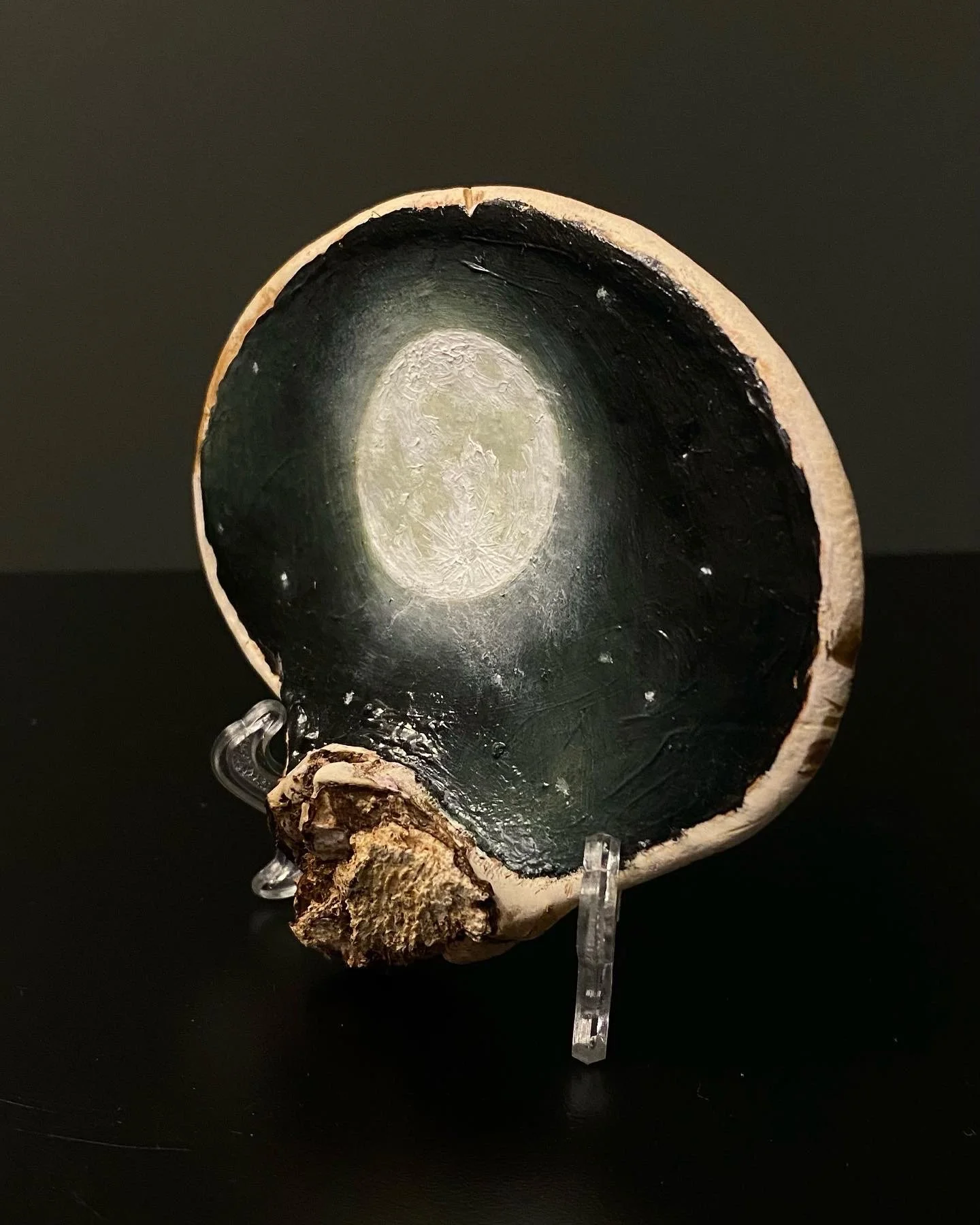 Night Flight Show, Mushroom Exhibit.  Installation photo, 2022.