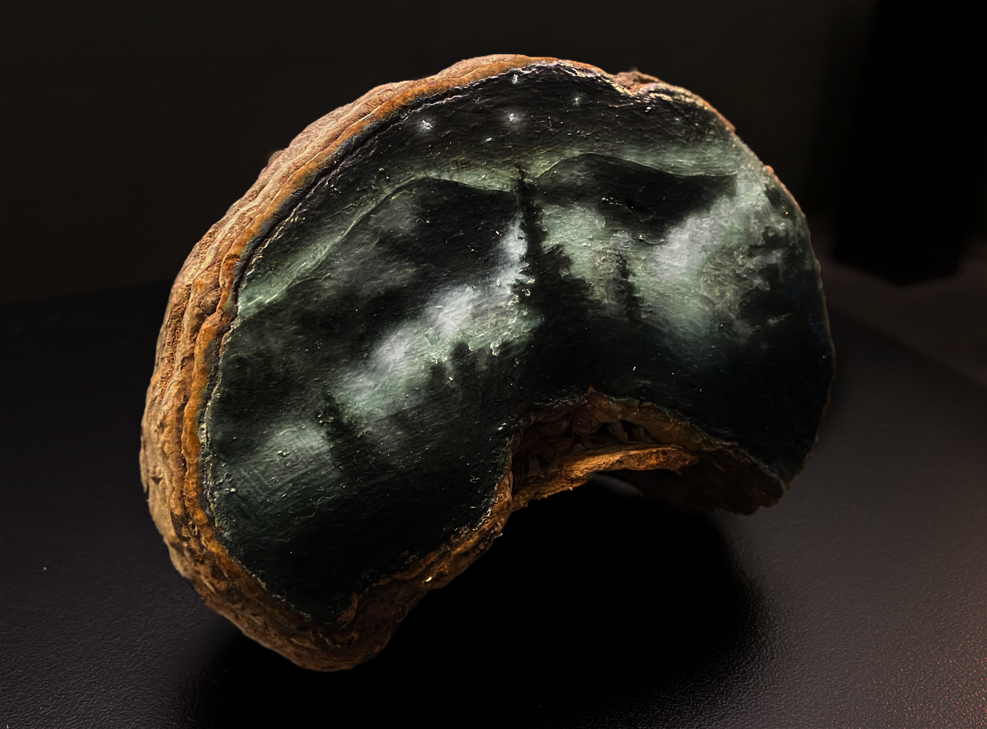 Night Flight Show, Mushroom Exhibit.  Installation photo, 2022.