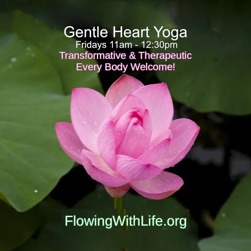 Pink lotus flower. Gentle Heart Yoga, Fridays 11am to 12:30pm, transformative and therapeutic, every body welcome.