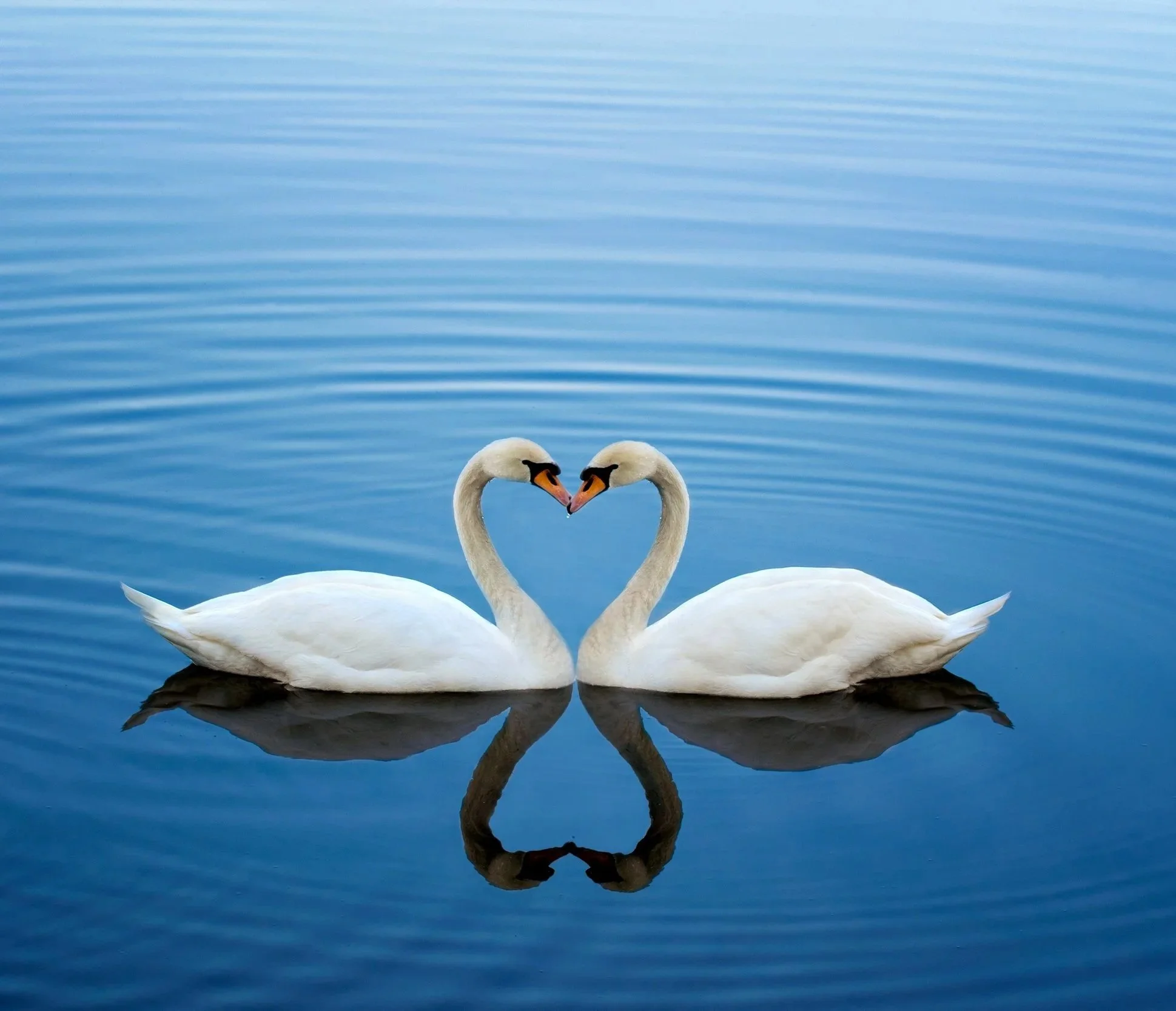 swan+heart+photo+istock.jpg