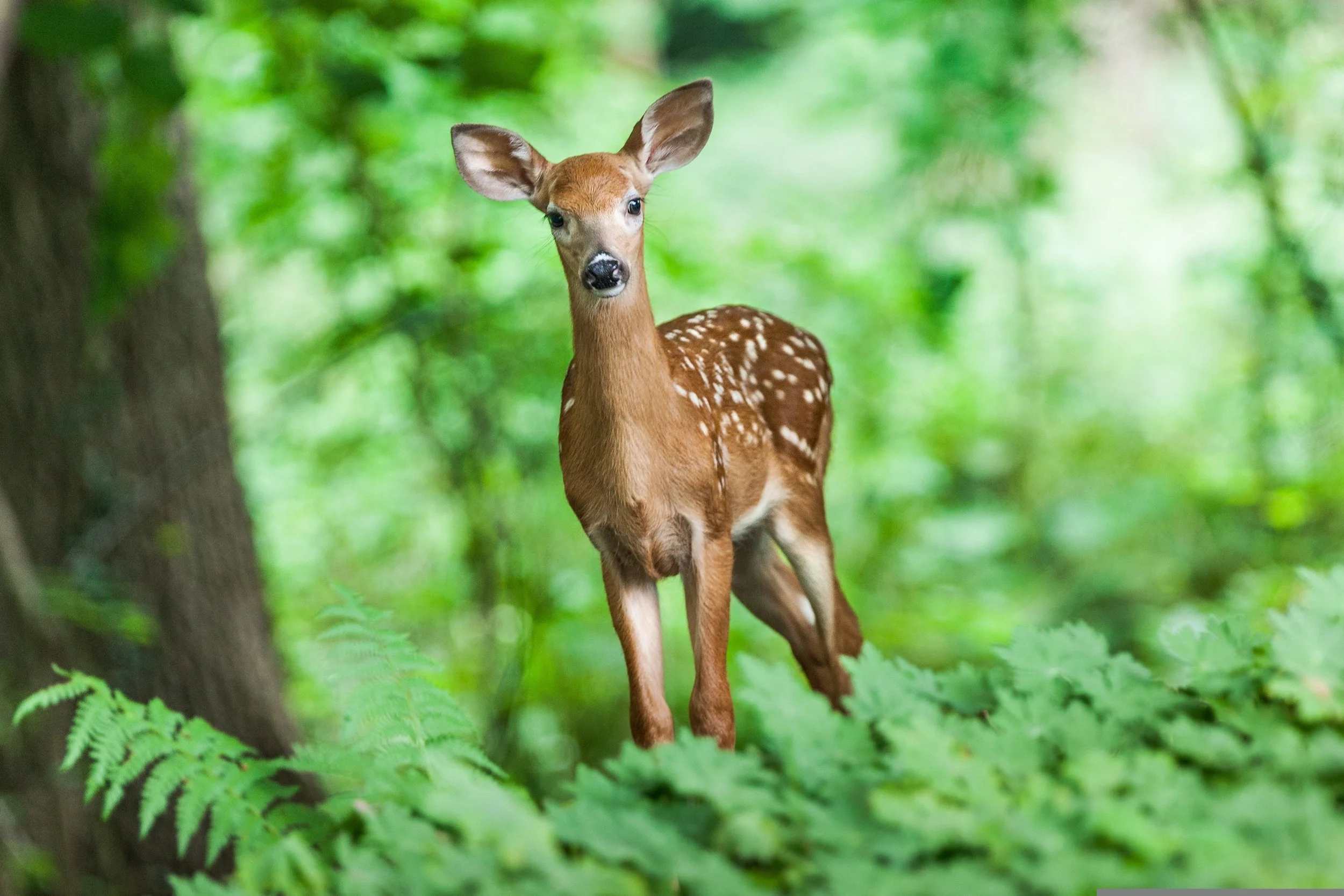 wildpixar-deer-1367217.jpg