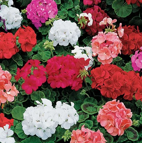 Zonal Geraniums